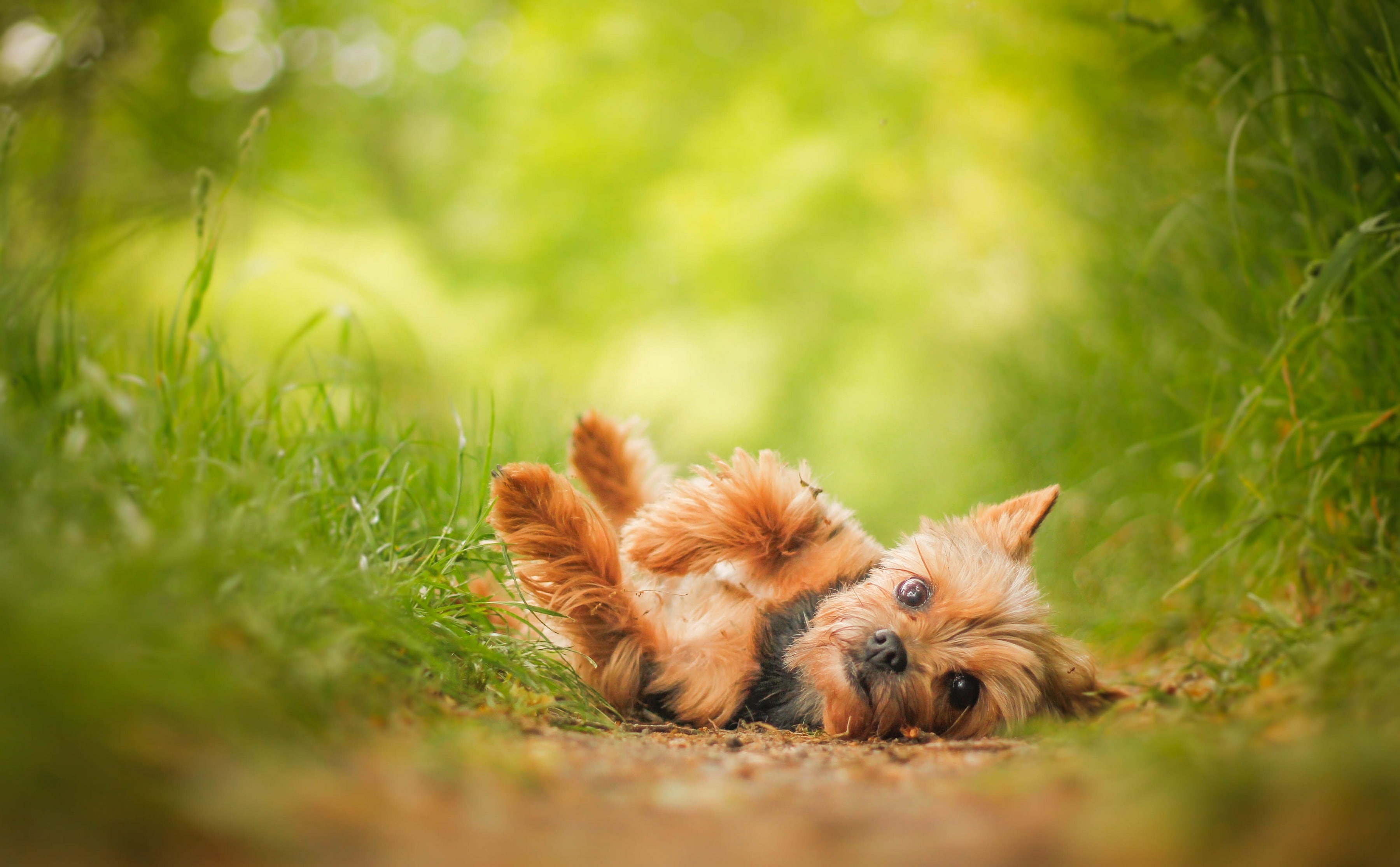 dog, look, York, Yorkshire Terrier, 2K, HD Wallpaper
