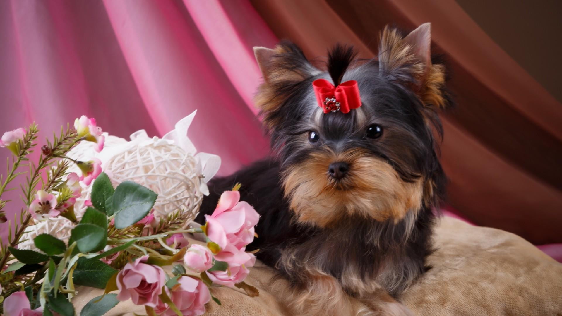 close-up, portrait, yorkshire terrier, animal, lap dog, 1080P, domestic animals, terrier, no people, flower, dog, animal head, shih tzu, flowering plant, HD Wallpaper