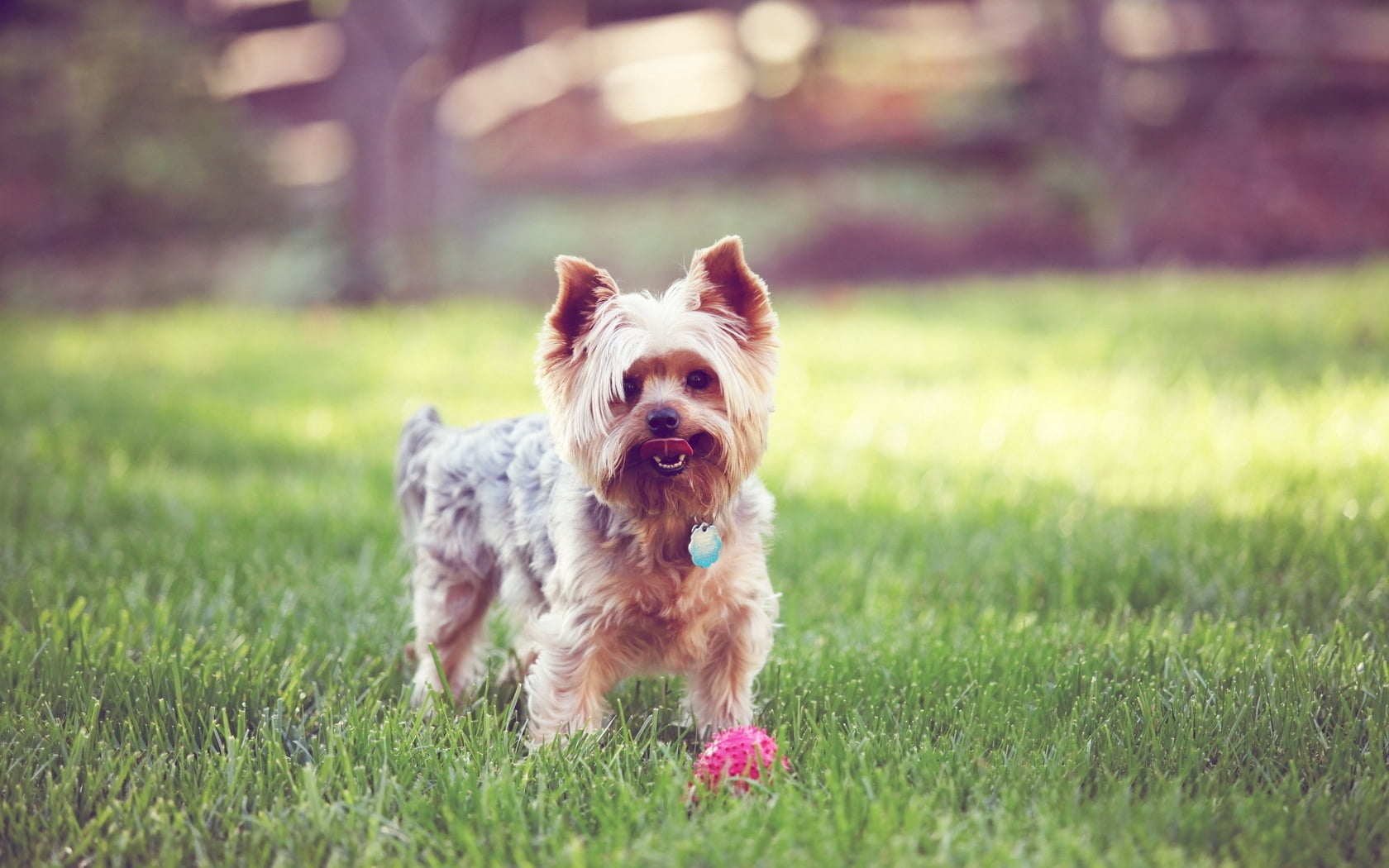 terrier, coated, young Animal, portrait, plant, mammal, looking, fun, dog, canine, grass, friendship, cheerful, no people, pets, summer, nature, small, HD Wallpaper