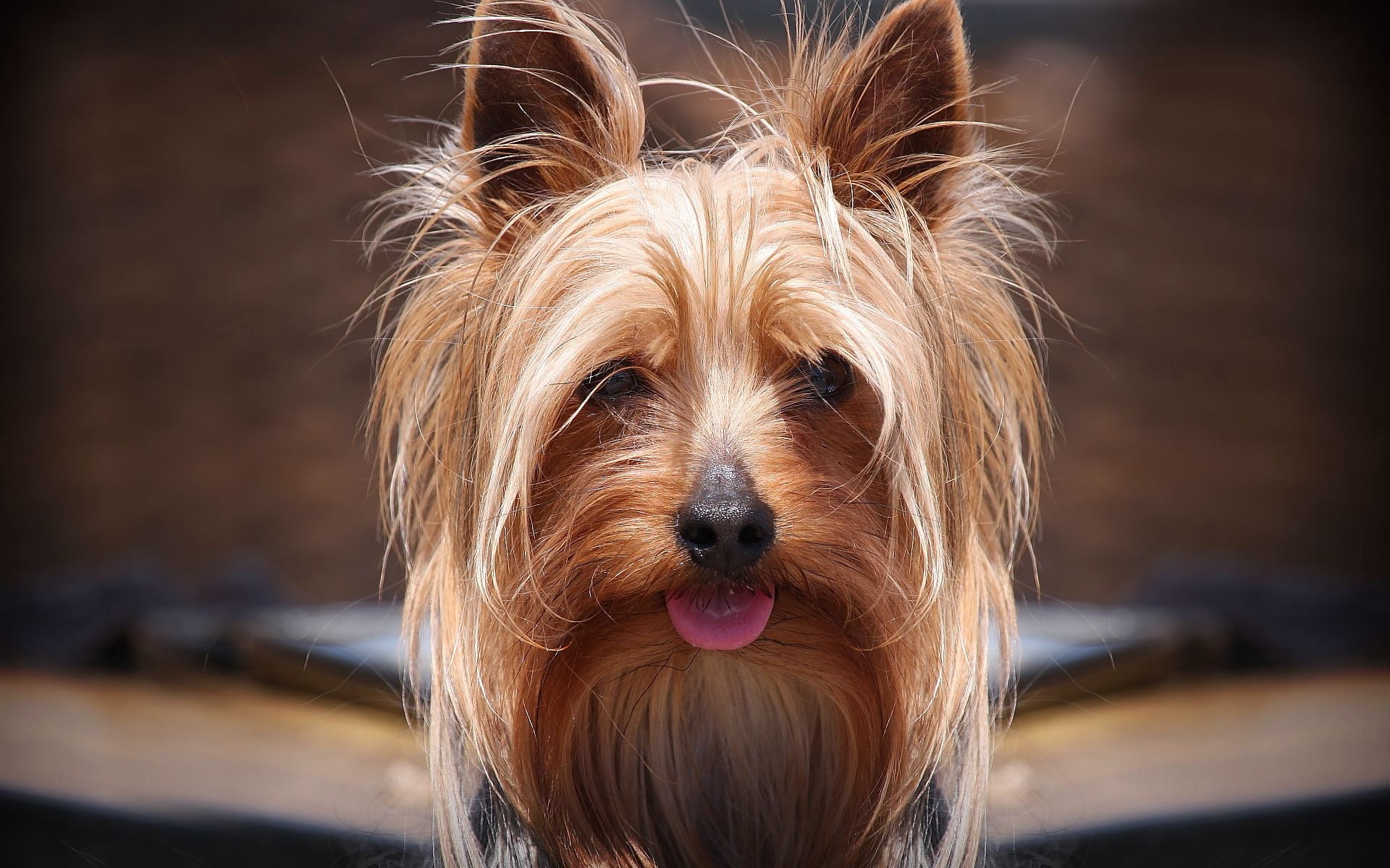 domestic Animals, muzzle, puppy, yorkshire, friendship, animal themes, animal hair, animal head, looking, pets, terrier, small, animal mouth, looking at camera, HD Wallpaper