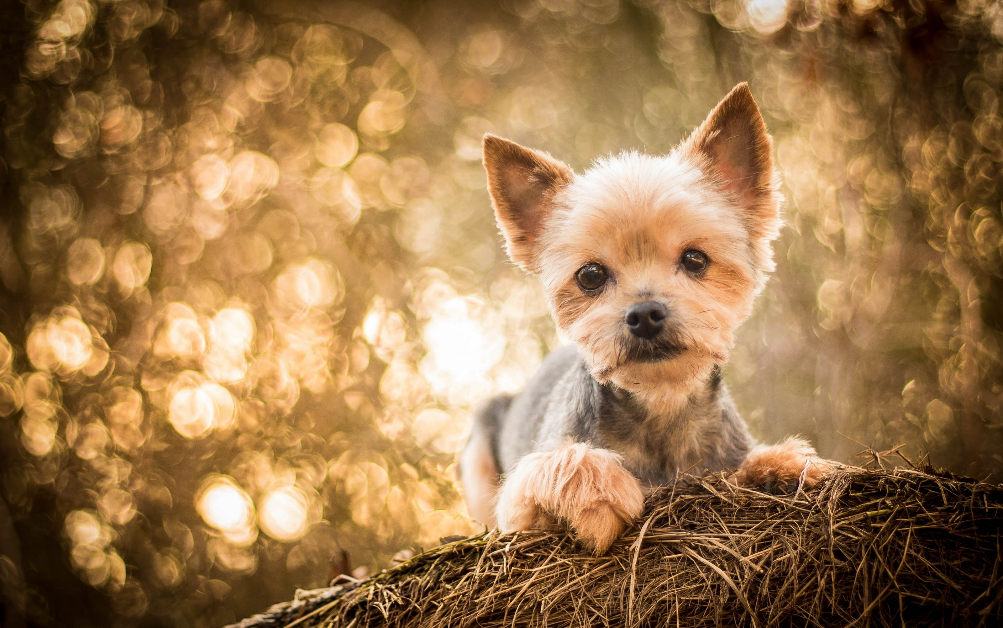 2K, dog, Yorkshire Terrier, hay, look, York, HD Wallpaper