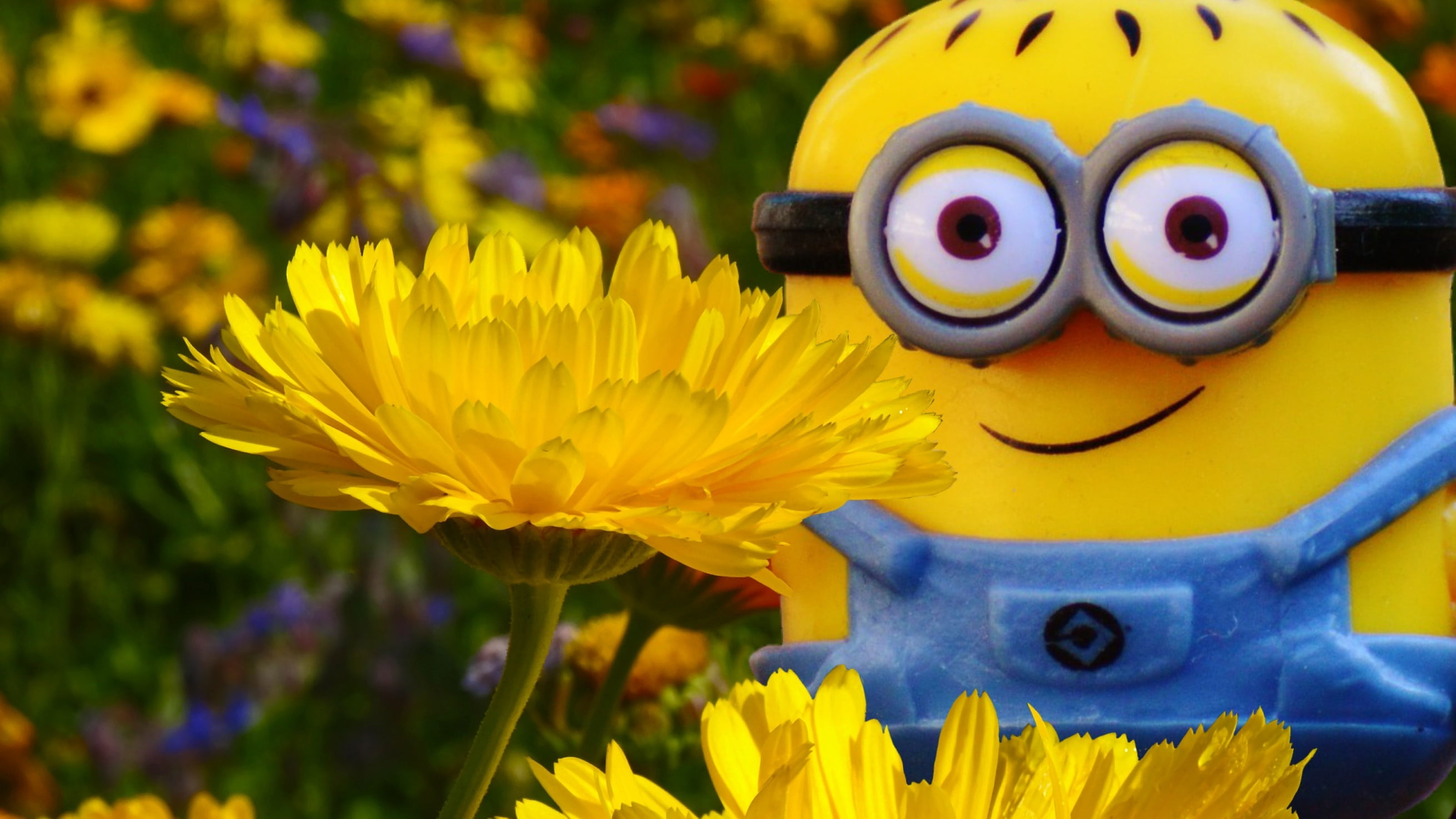 fragility, flower, plant, nature, freshness, focus on foreground, yellow, petal, beauty in nature, funny, 2K, minion, animal wildlife, gardening, flowering plant, HD Wallpaper