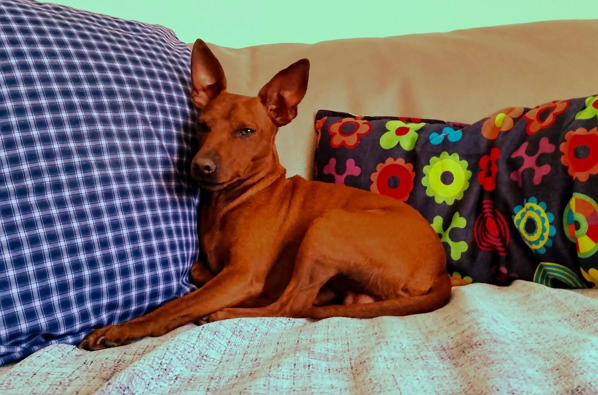 looking, sofa, relaxation, 1080P, brown, canine, pets, animal, resting, domestic animals, vertebrate, mammal, animal themes, Basenji, one animal, animals, HD Wallpaper