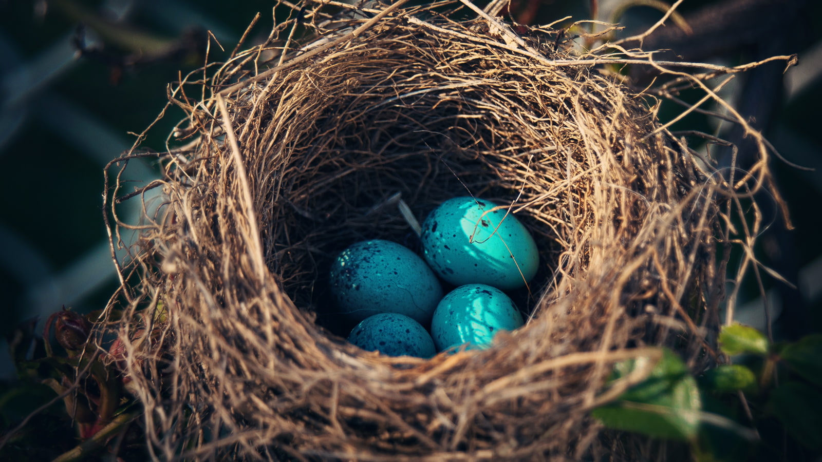 eggs, animals, 720P, nest, hd, HD Wallpaper