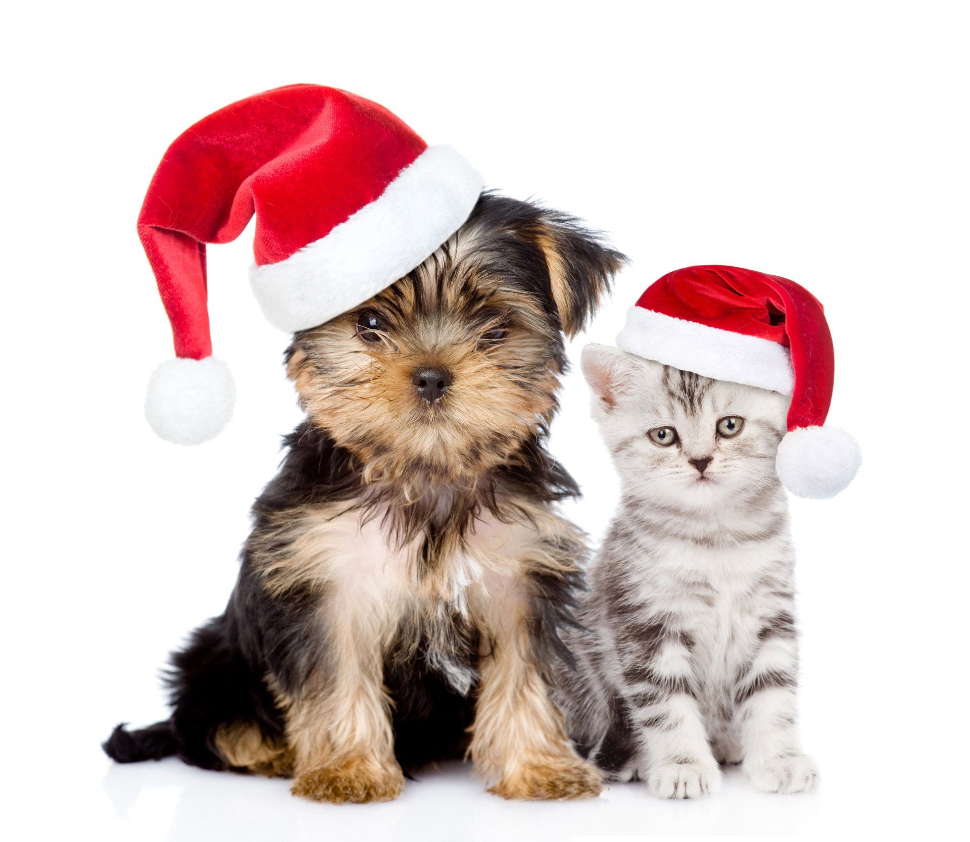 Santa Hat, Christmas, 1080P, Animal, Dog, Holiday, Cat, Puppy, Kitten, Cat and Dog, HD Wallpaper