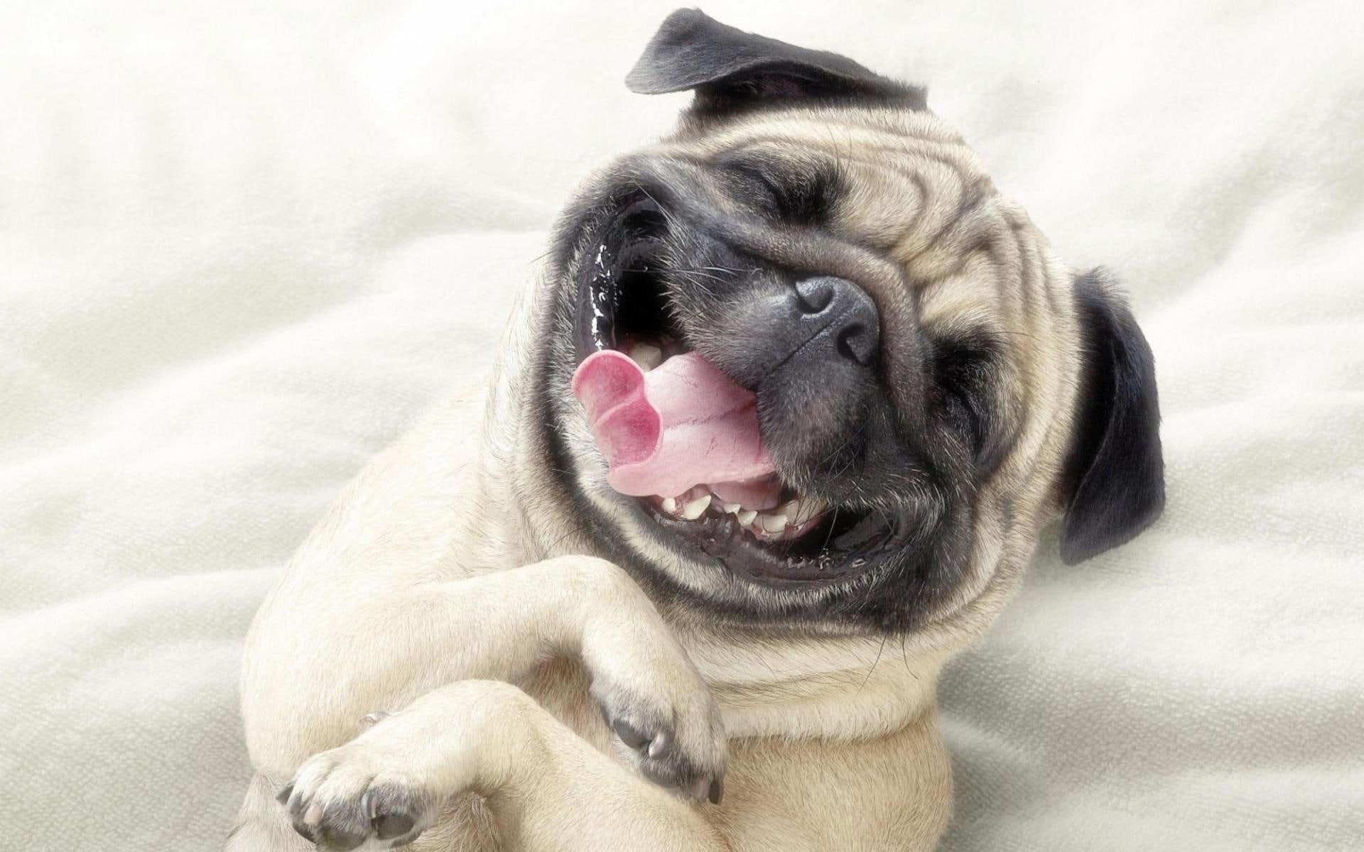 smile, dog, funny, lovely, smiling, tongue, 1080P, HD Wallpaper