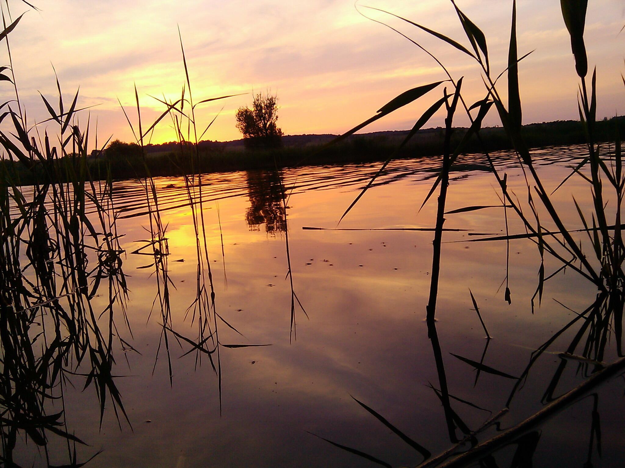 ripples, serenity, 3d and abstract, pound, 1080P, sunset, tree, HD Wallpaper