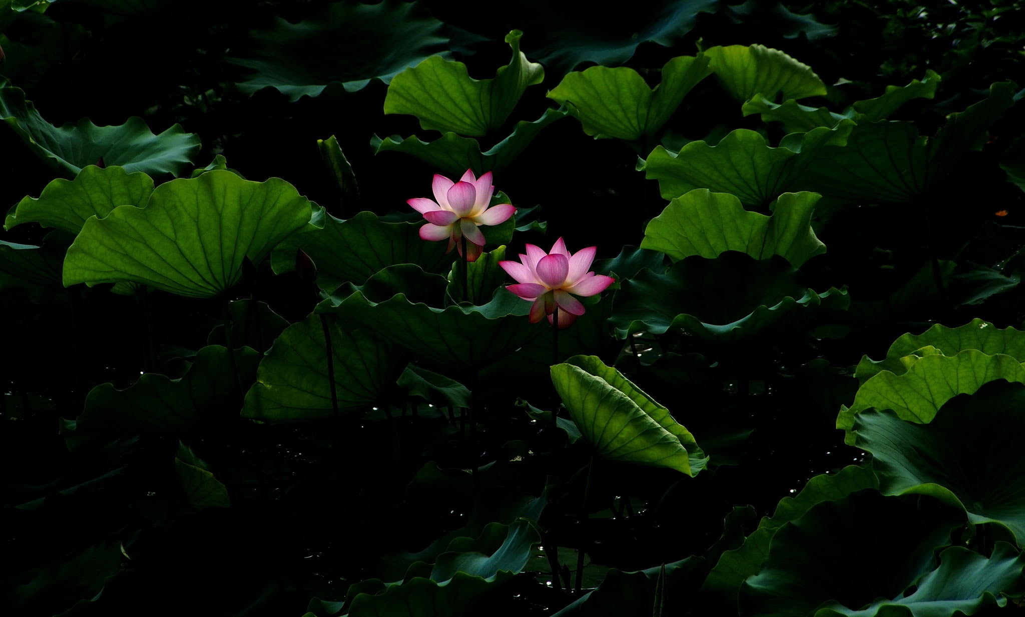pond, pound, Lotus, 1080P, water, leaves, blossom, flower, HD Wallpaper