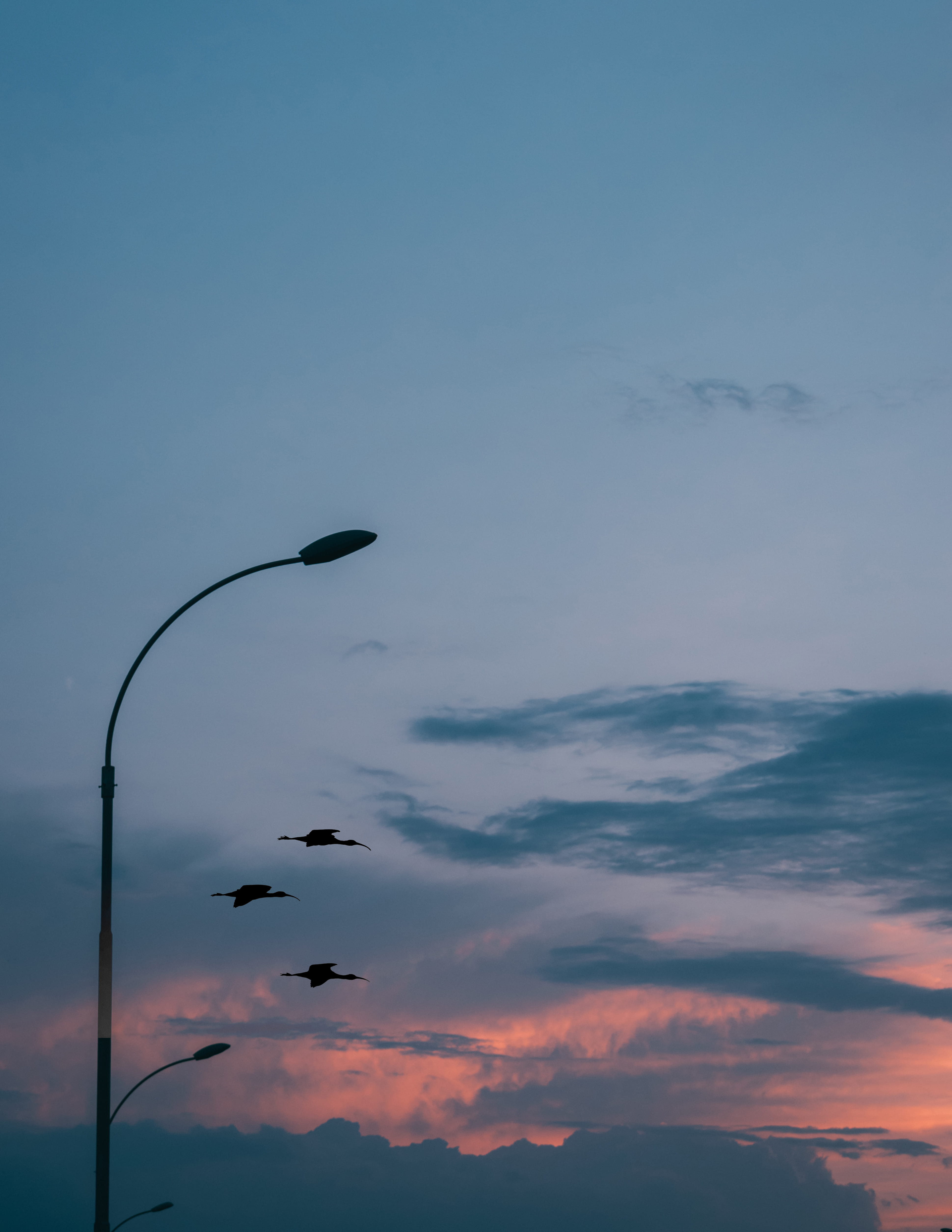 animal, kenya, scenics - nature, sky, tranquility, no people, flying, animals in the wild, animal themes, vertebrate, bird, silhouette, cloud - sky, 4K, Phone HD Wallpaper