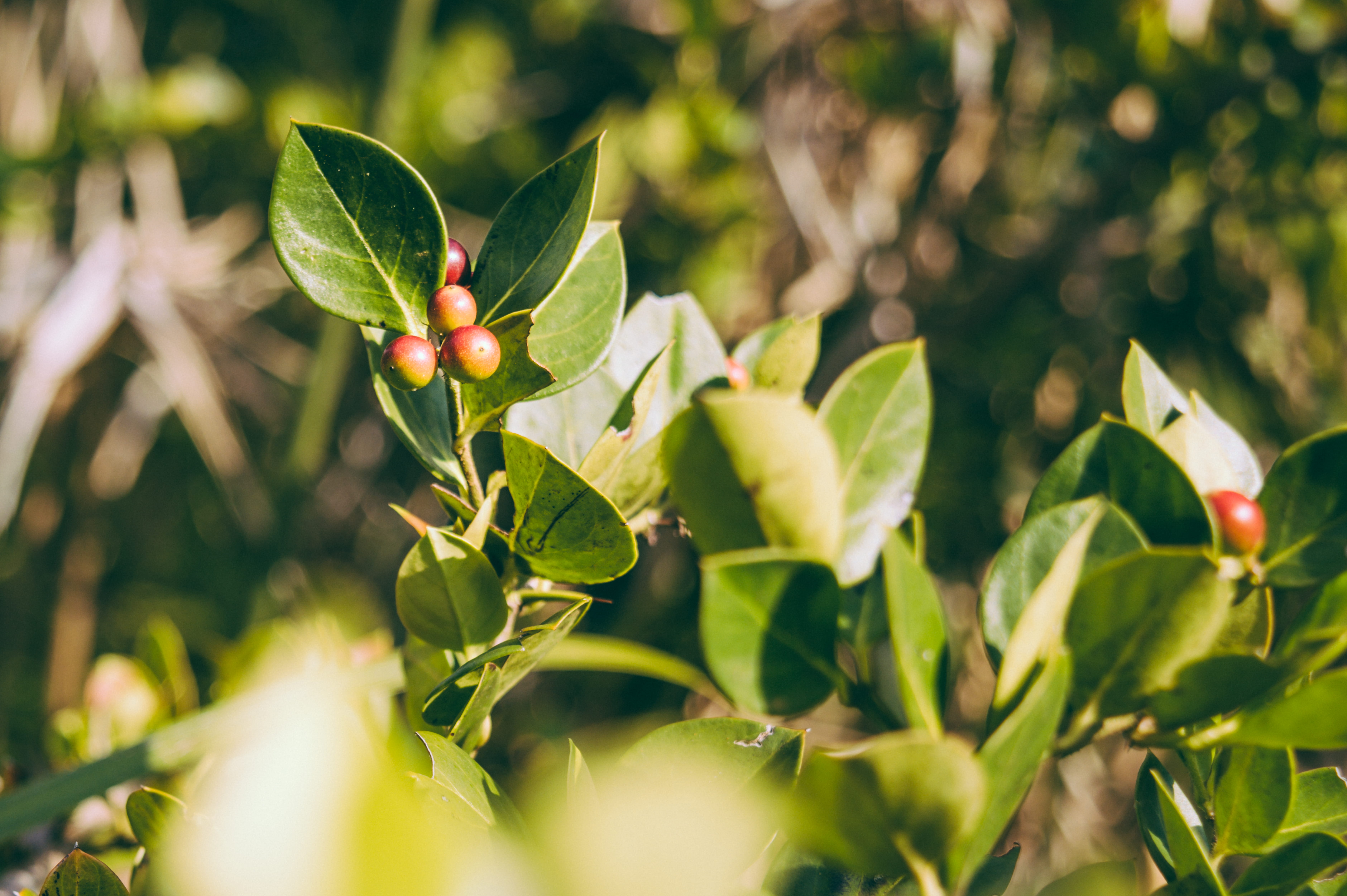 green color, beauty in nature, freshness, day, kenya, nairobi, 5K, plant part, land, tree, fruit, selective focus, plant, outdoors, healthy eating, close-up, HD Wallpaper