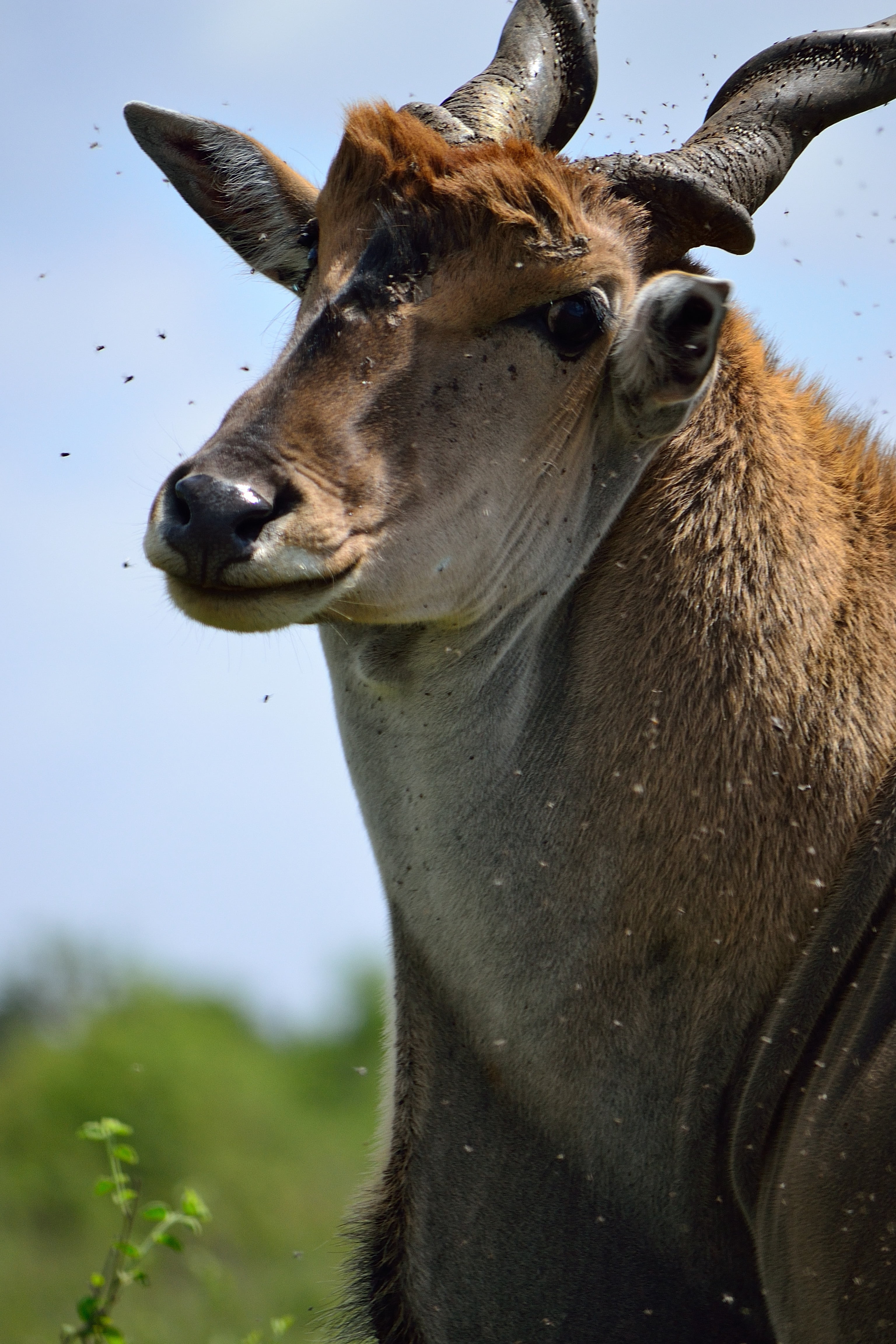 animals in the wild, wild, antelope, animal head, day, herbivorous, animal wildlife, focus on foreground, eland, outdoors, domestic animals, animal, horned, Phone HD Wallpaper
