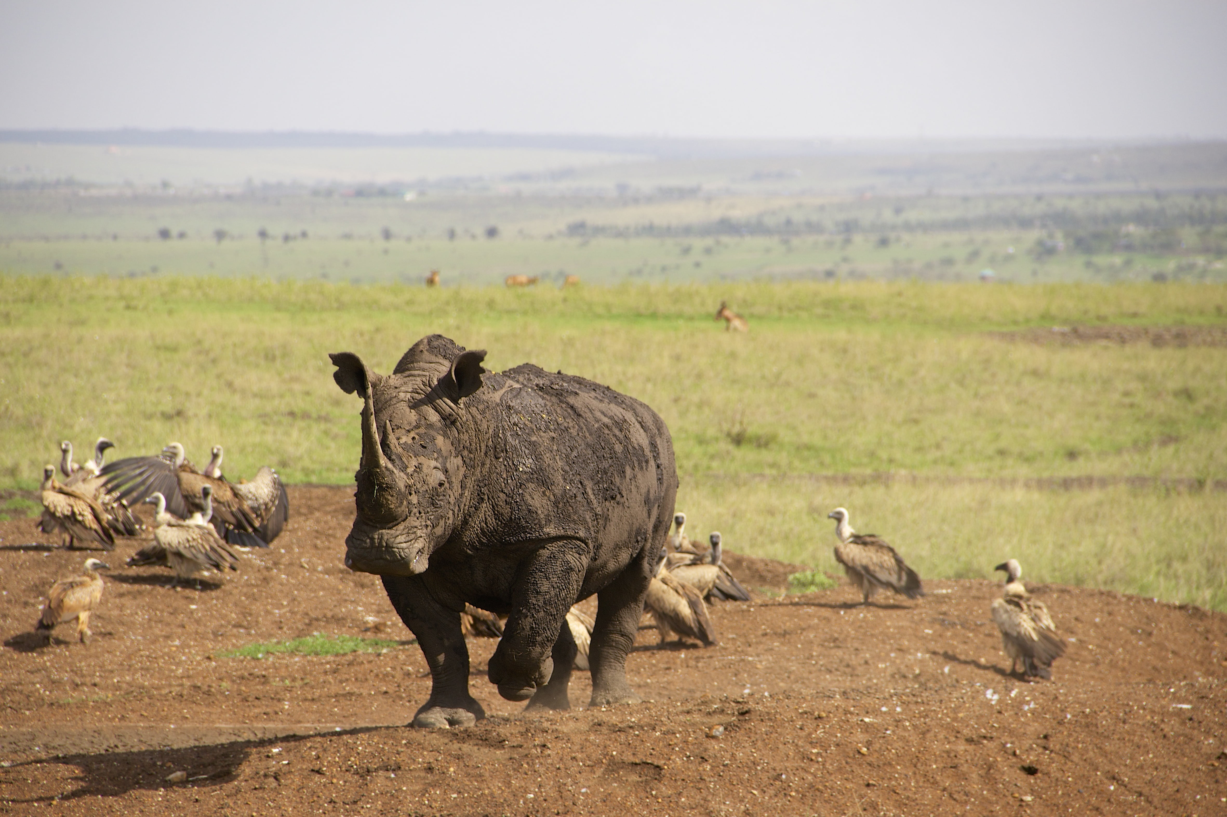 nairobi national park, large group of animals, plant, no people, 4K, environment, animal themes, bird, group of animals, safari, animal, rhino, animals in the wild, HD Wallpaper