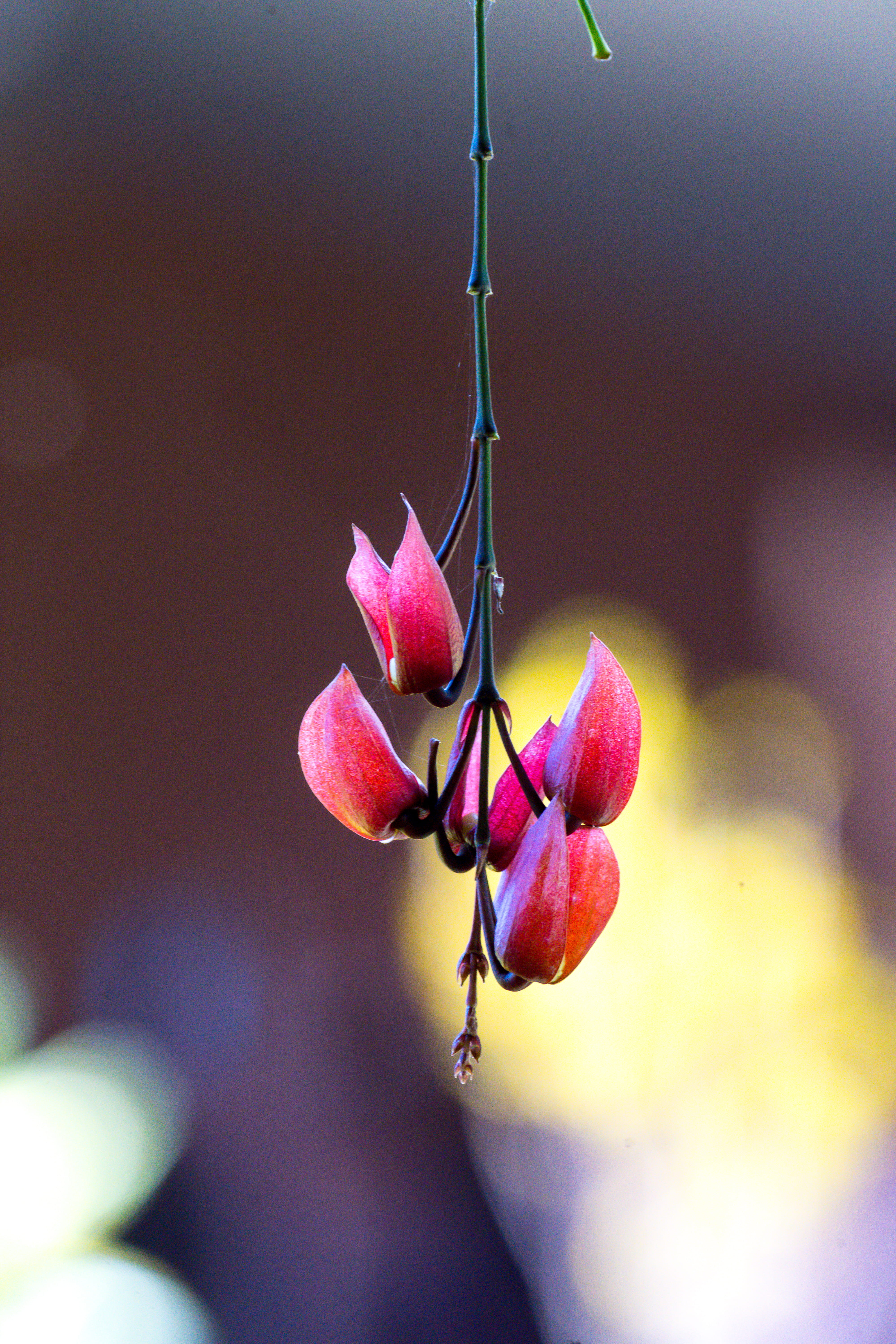 petal, flower, fragility, fruit, nature, purple, africa, selective focus, outdoors, focus, flower head, flowering plant, 5K, pink color, vulnerability, Phone HD Wallpaper
