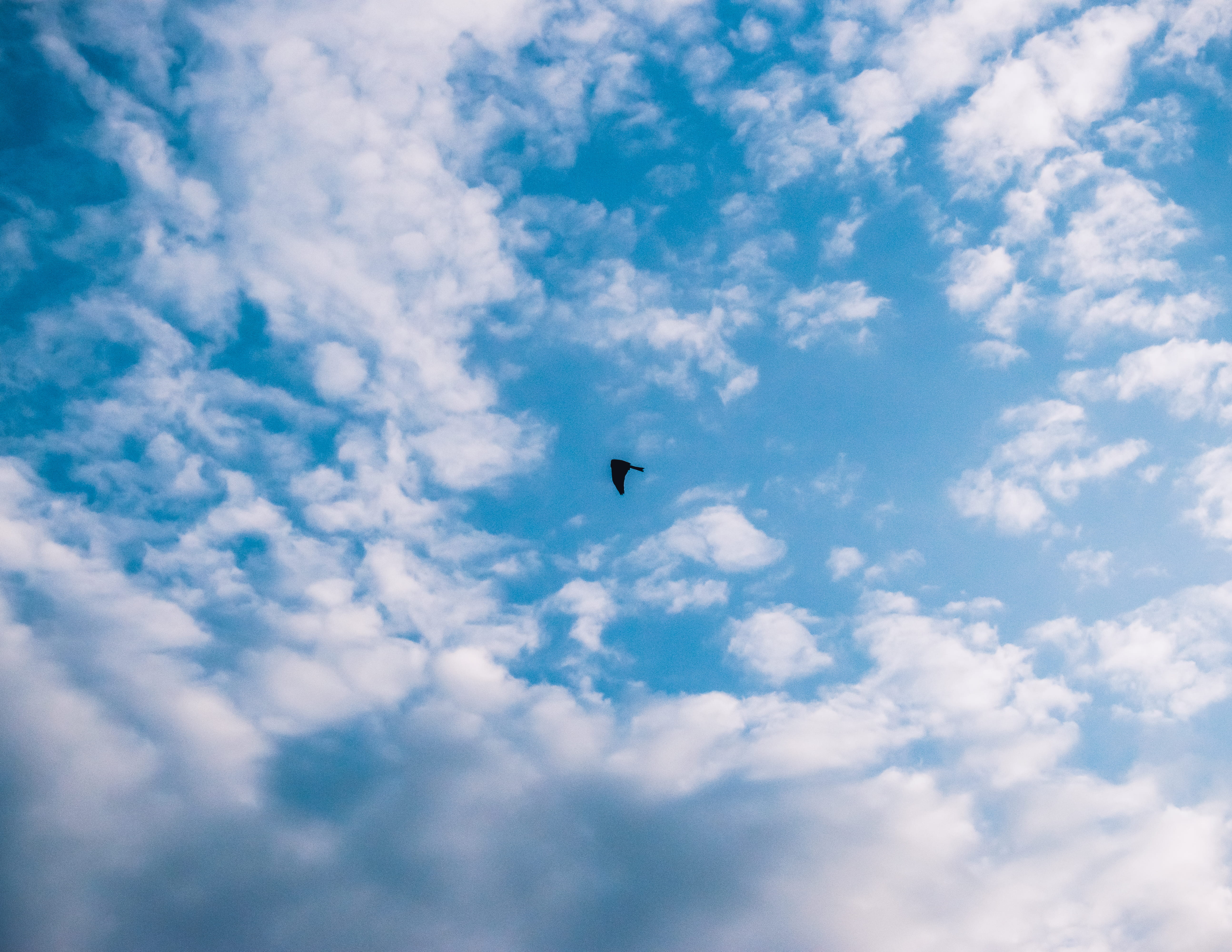 animal, one animal, scenics - nature, low angle view, beauty in nature, kenya, sky, bird, sunlight, mid-air, clouds, blue, nature, 5K, outdoors, animal wildlife, HD Wallpaper