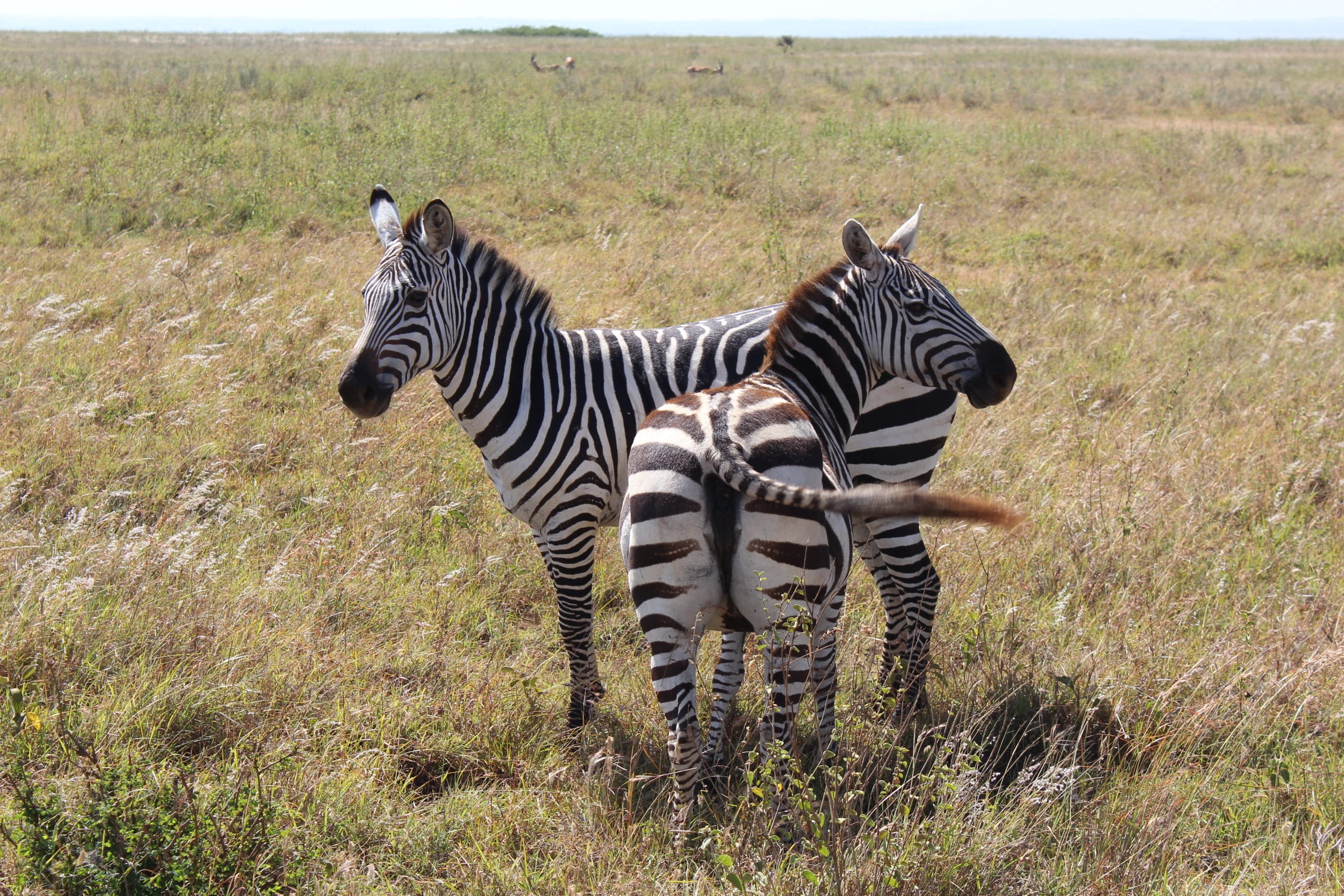 standing, savannah, herbivorous, africa, nairobi national park, animal, mammal, striped, day, group of animals, animal themes, no people, white, zebras, HD Wallpaper