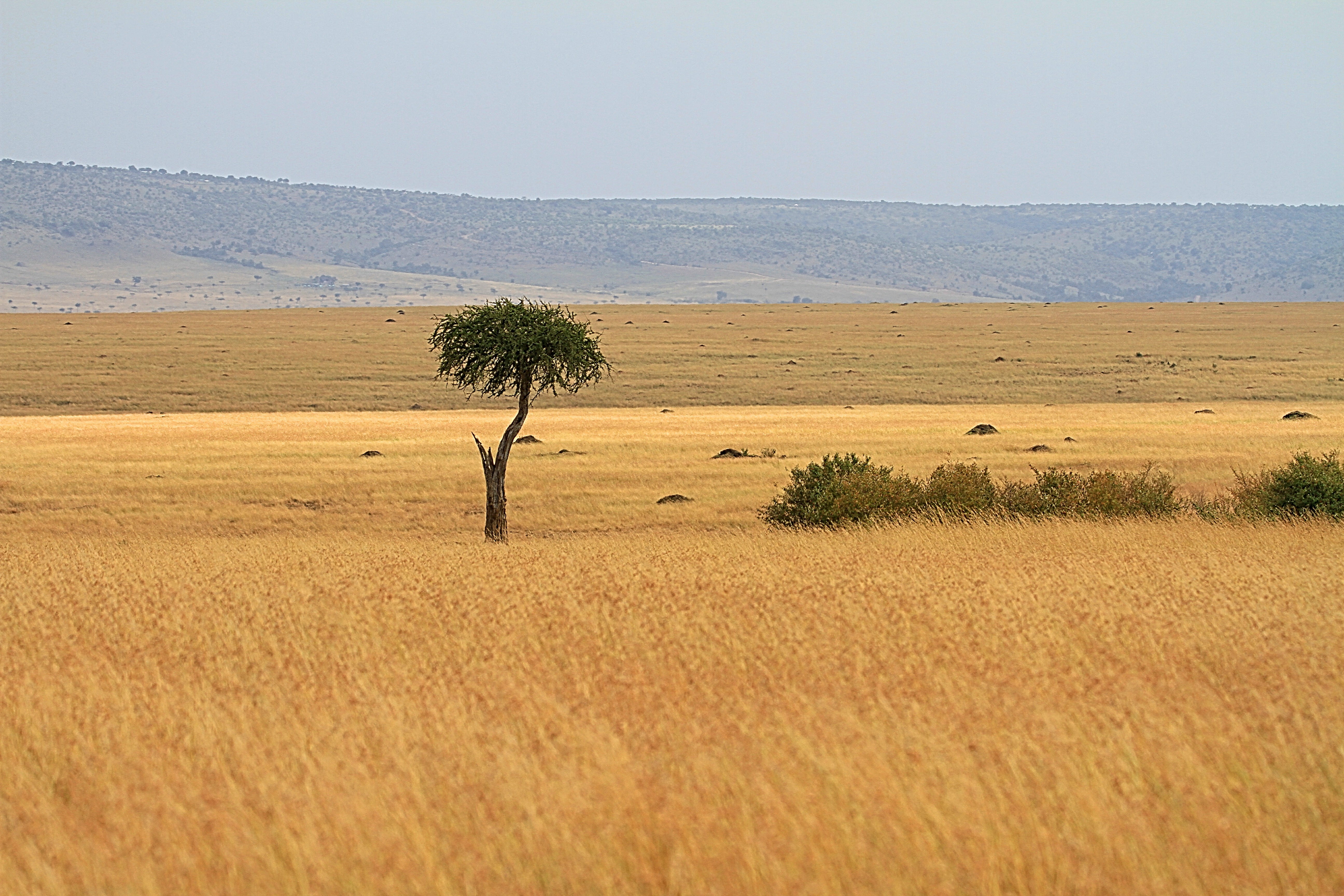 kenya, tranquil scene, agriculture, sky, scenics - nature, nairobi, day, non-urban scene, outdoors, rural scene, no people, beauty in nature, plant, grass, HD Wallpaper