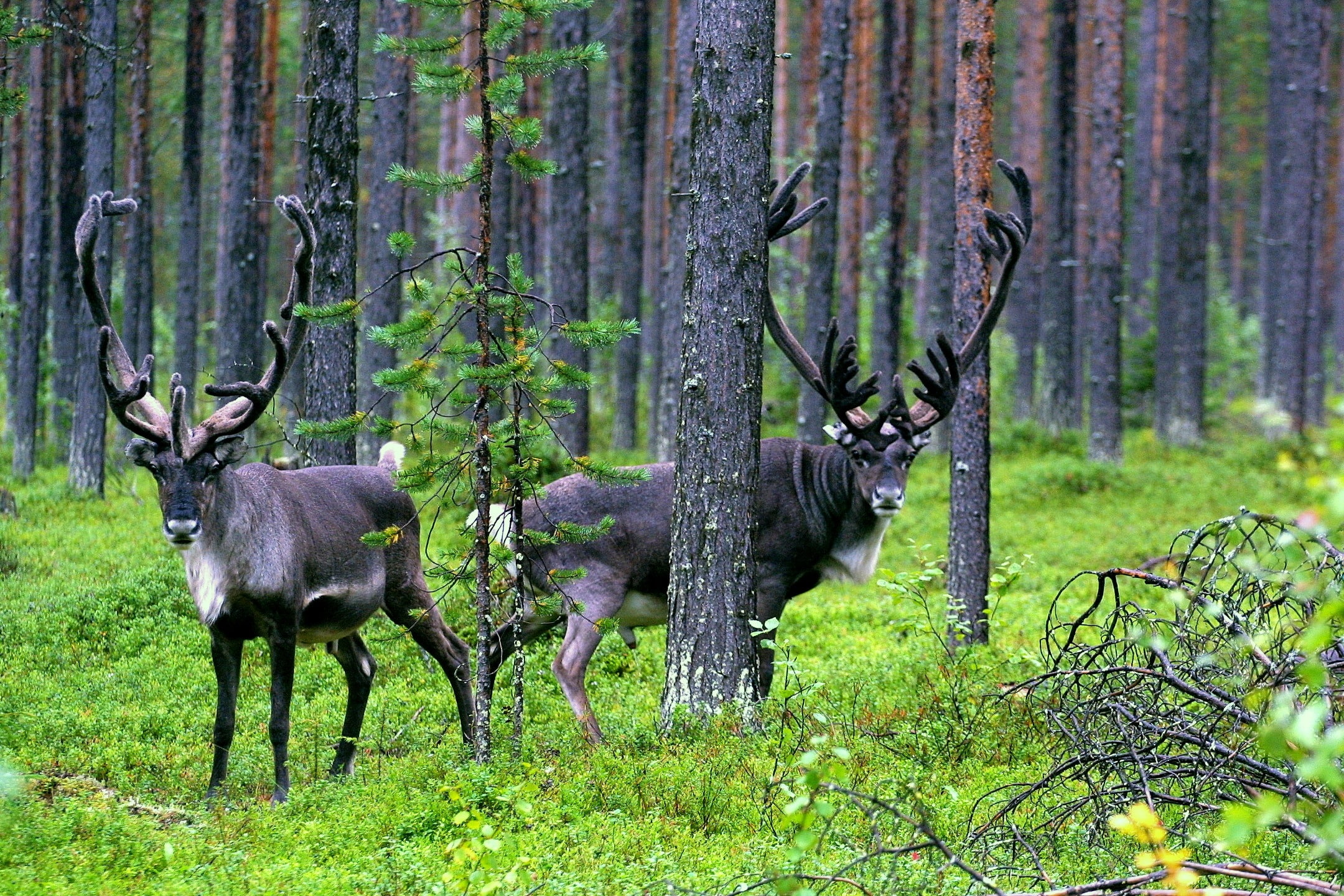 x, forest, nature, 1080P, art, hd, caribou, forests, HD Wallpaper