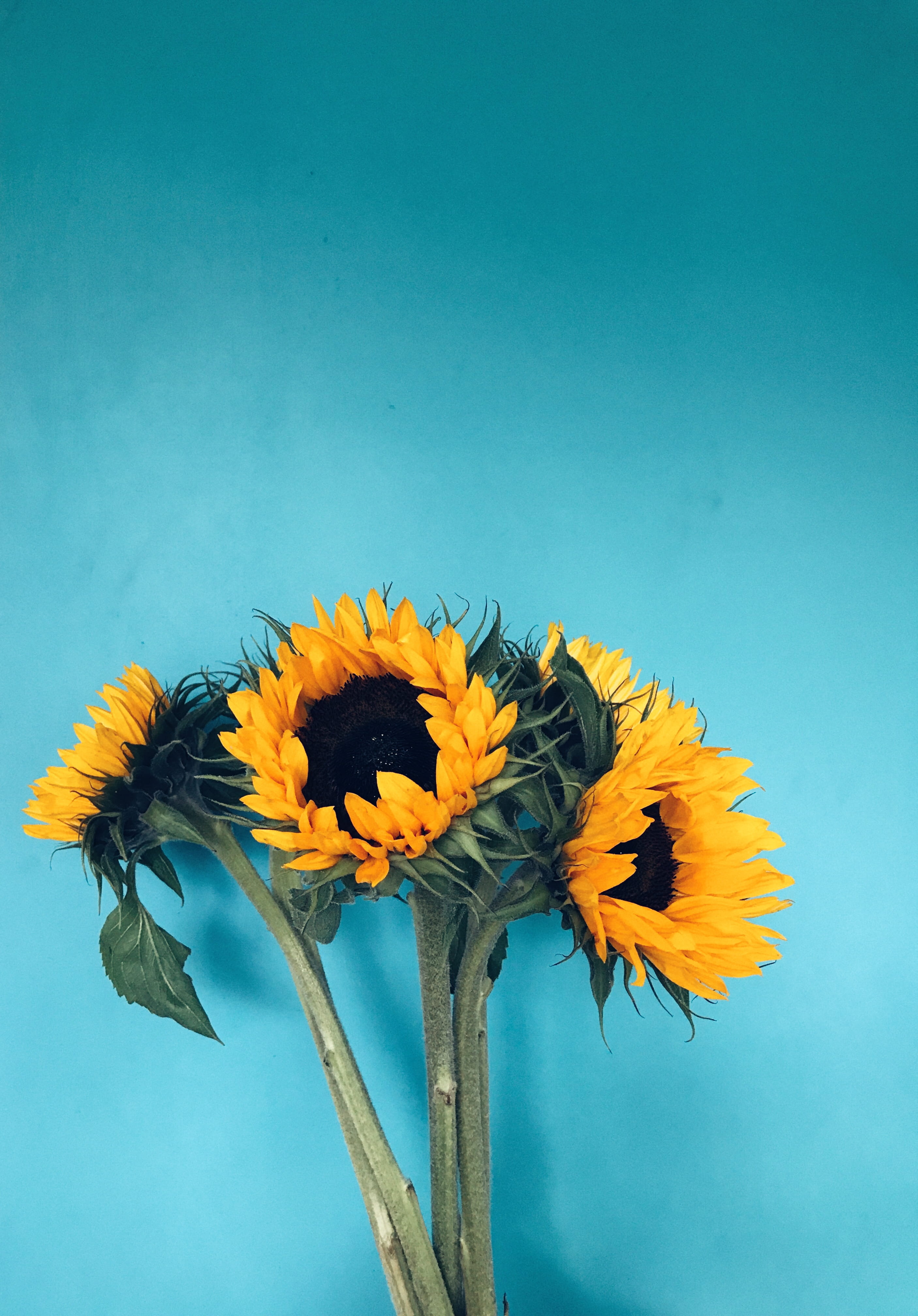 petal, flower, blooming, plant, sepal, nature, color, bunch, bloom, inflorescence, freshness, four, teal, flowering plant, vulnerability, sunflower, flower head, Phone HD Wallpaper