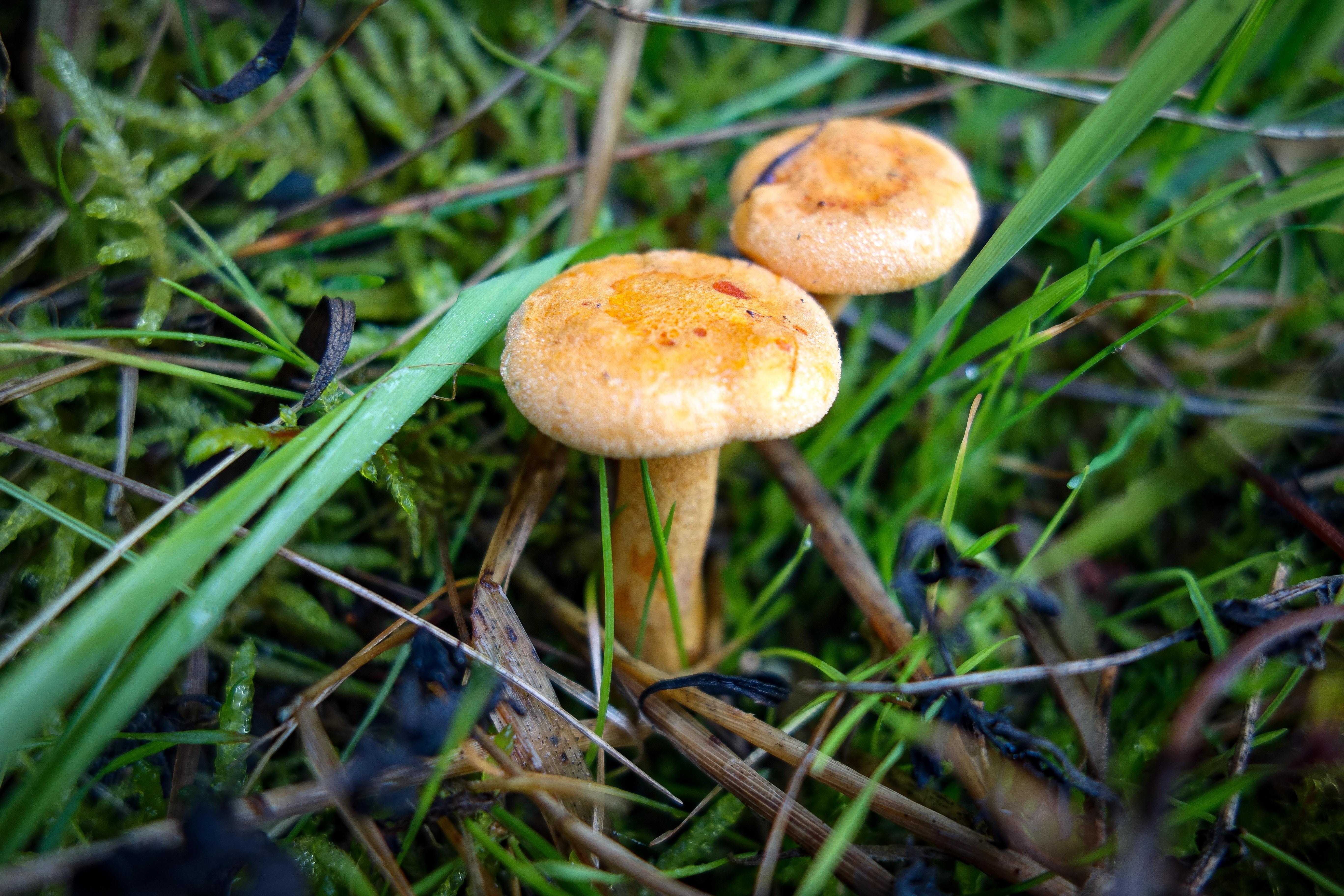 moist, fungus, moss, 5K, edible, chanterelles, yellow, autumn beginning, selective focus, land, autumn mood, green color, vegetable, grass, growth, food and drink, HD Wallpaper