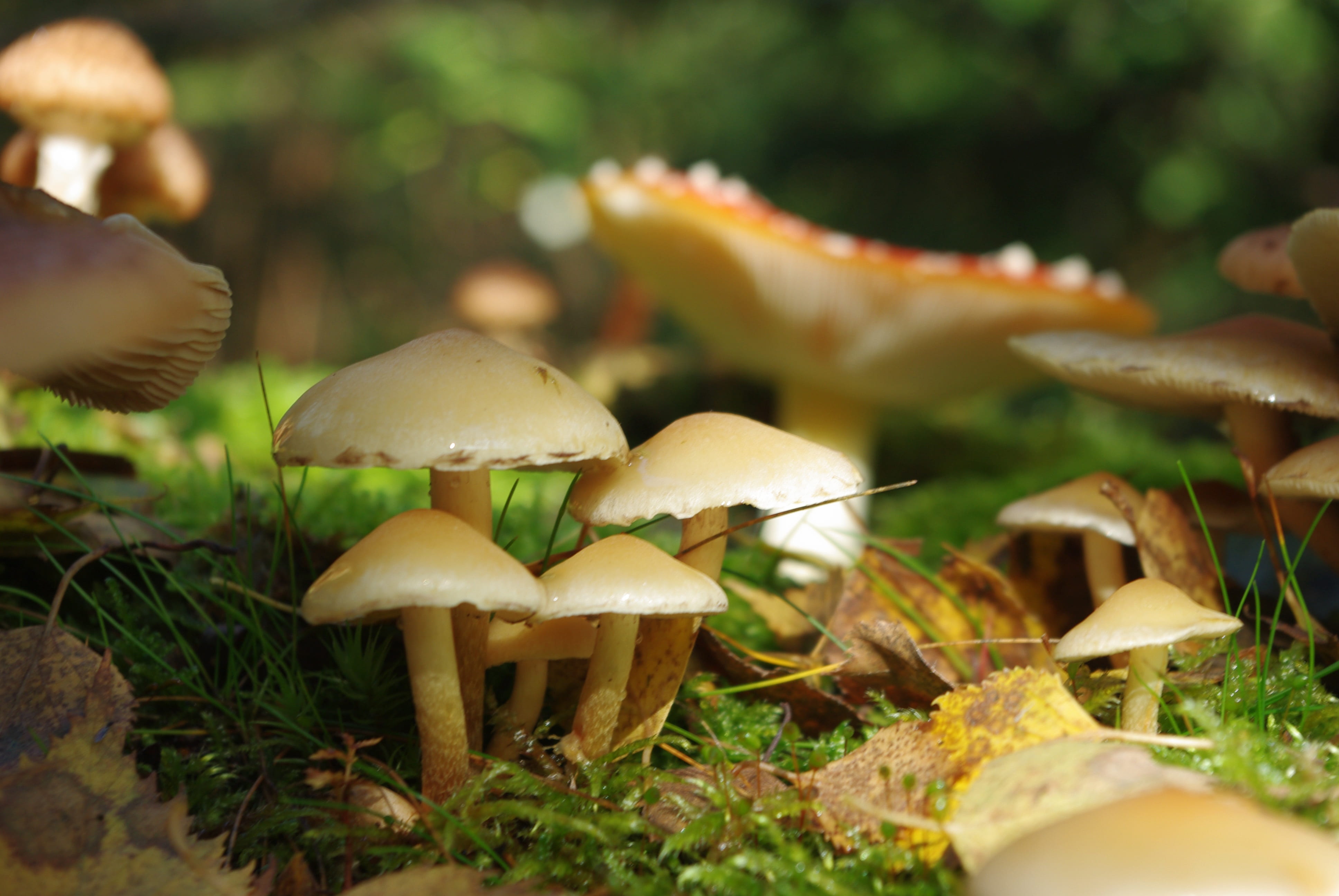 growth, day, vulnerability, mushroom, forest floor, edible mushroom, light brown, close, close-up, autumn, toadstool, leaves, eat, fly agaric, nature, outdoors, HD Wallpaper
