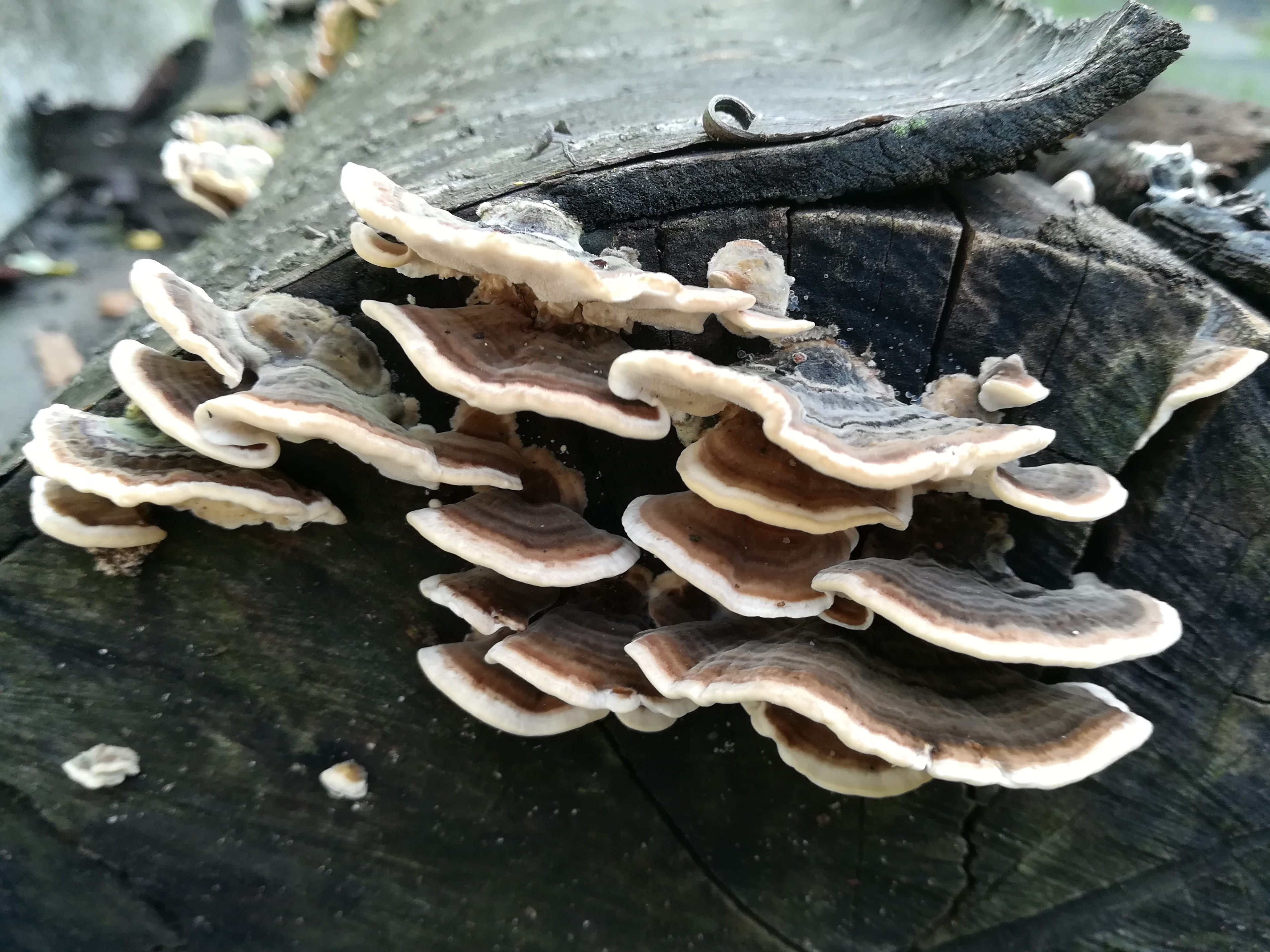 close-up, still life, nature, day, mushroom, garden, toadstool, food and drink, 2K, food, close, fungus, forest floor, vegetable, autumn, focus on foreground, HD Wallpaper