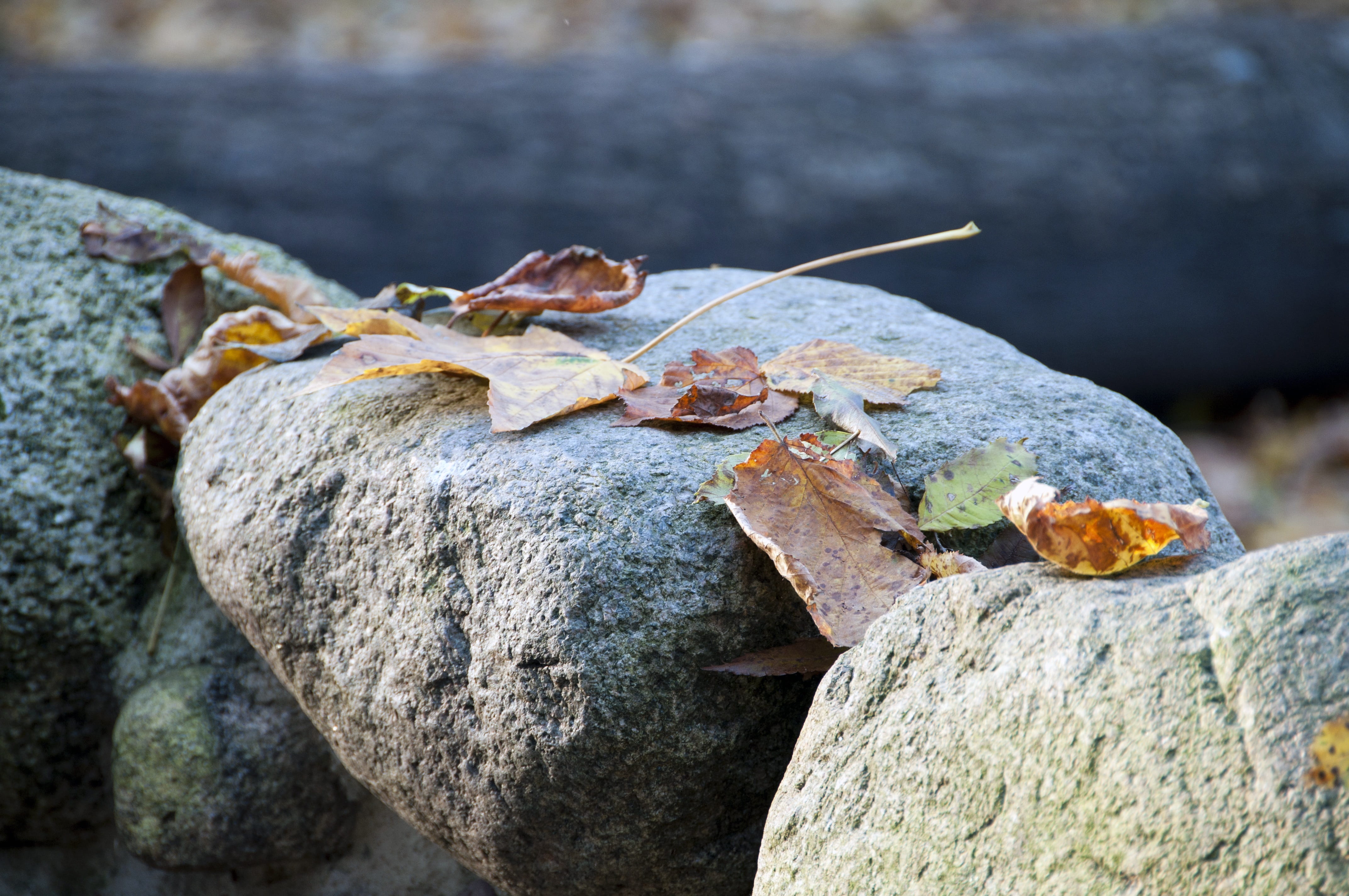 rock - object, Autumn, plant, full length, animal wildlife, Nature, lizard, no people, focus on foreground, solid, close-up, one animal, rock, Foliage, HD Wallpaper