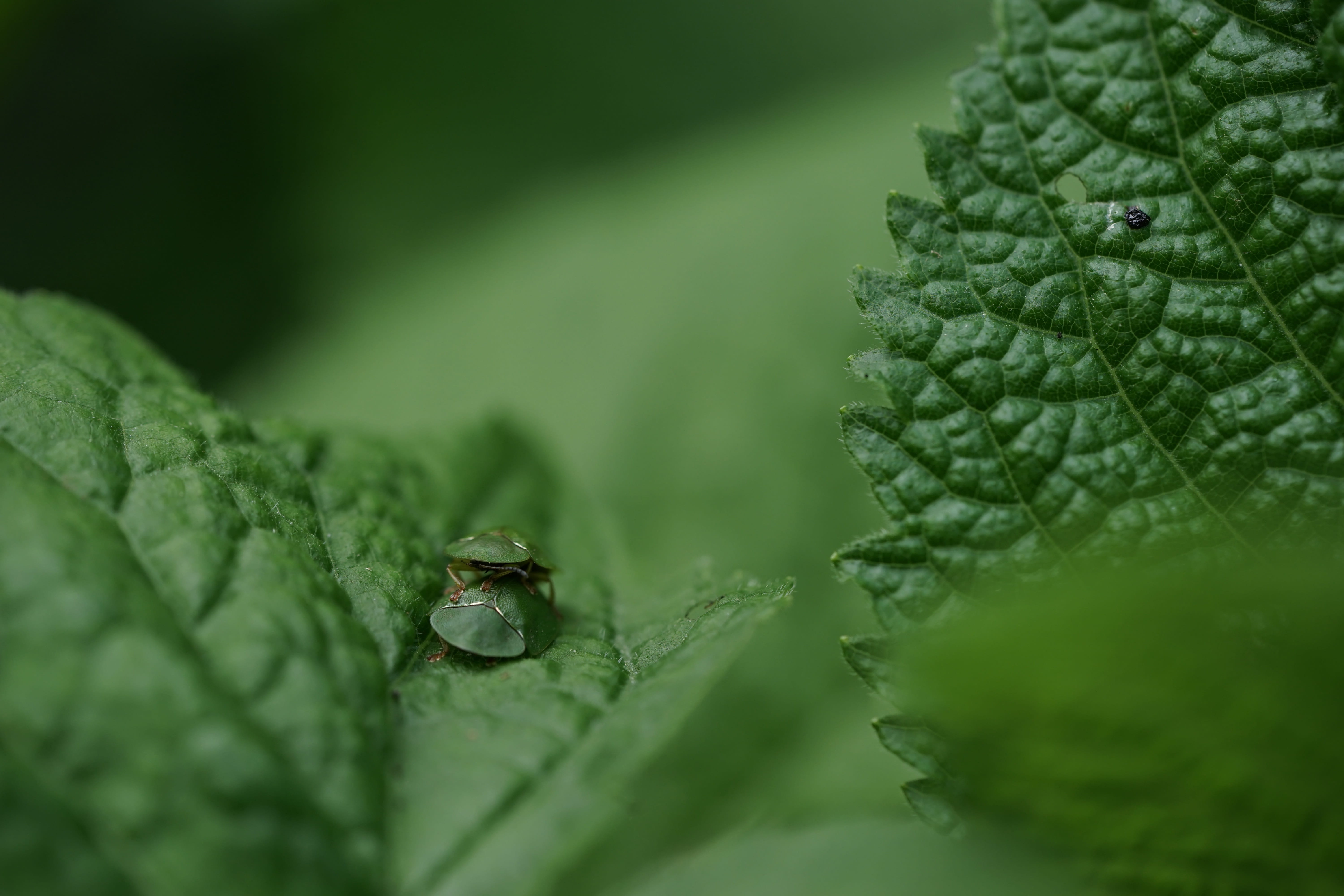 rain, animal wildlife, backgrounds, summer, wet, no people, close-up, plant, animals in the wild, animal, outdoors, freshness, 5K, drop, plant part, Bugs, HD Wallpaper