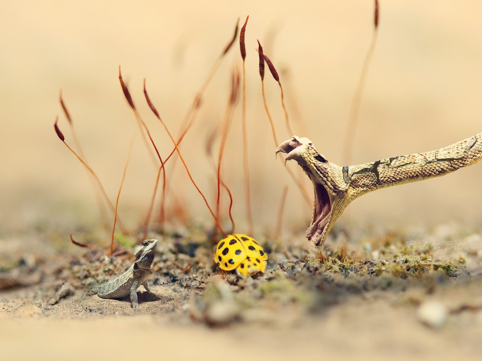 one animal, fragility, nature, animal wildlife, snake, invertebrate, animals in the wild, yellow, beauty in nature, outdoors, reptiles, no people, 720P, HD Wallpaper