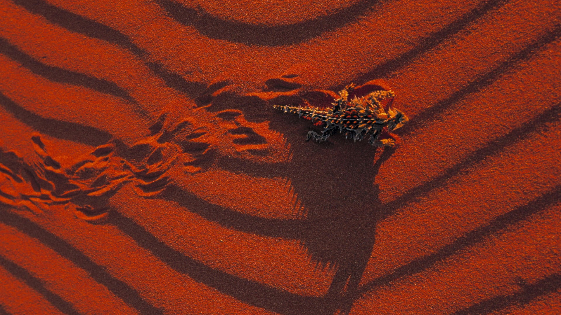 animal wildlife, one animal, lizard, animals, orange color, animal, insect, reptiles, outdoors, close-up, invertebrate, nature, pattern, sunlight, shadow, HD Wallpaper
