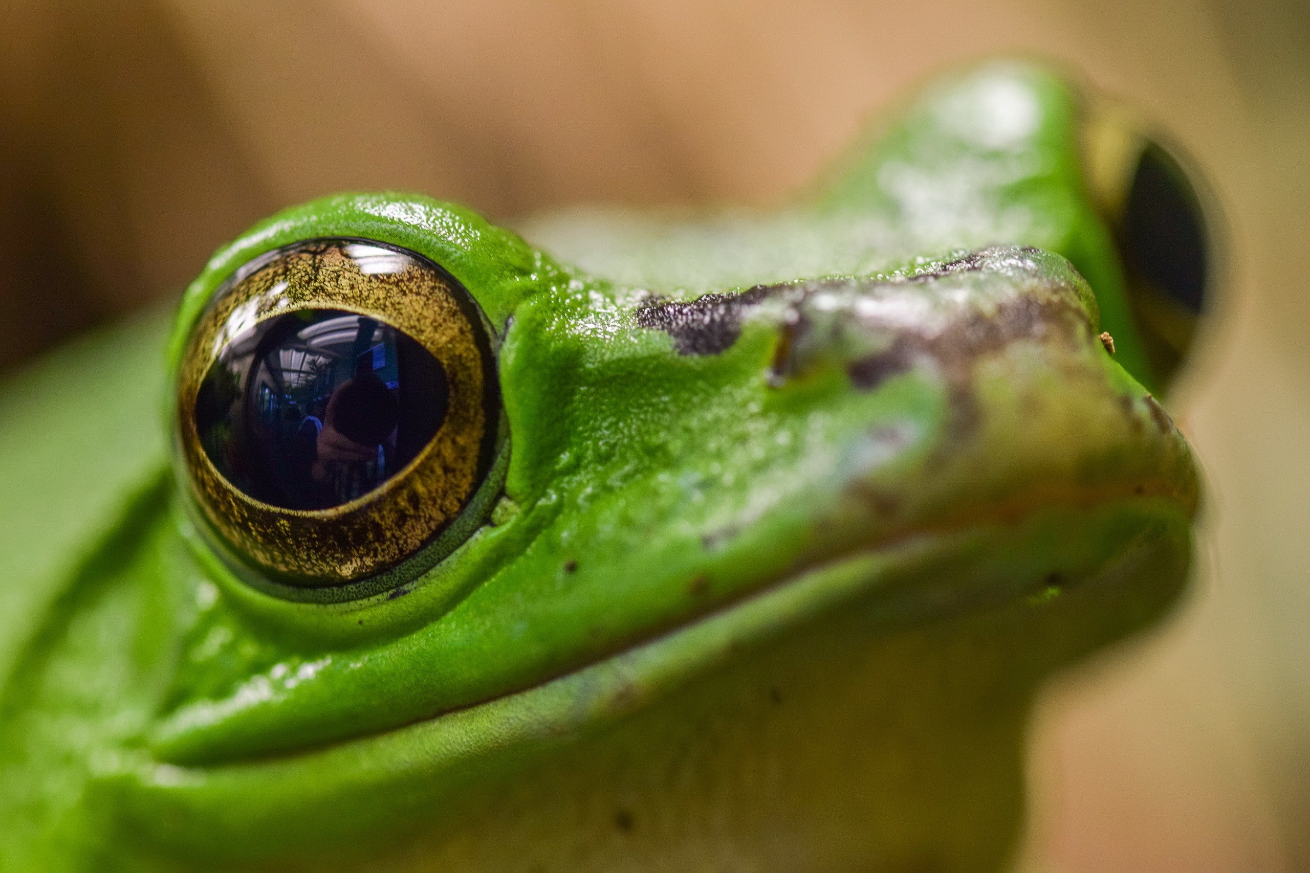 macro, nature, extreme close-up, eye, no people, amphibian, green color, animals in the wild, animal themes, one animal, green, day, close-up, reflection, HD Wallpaper