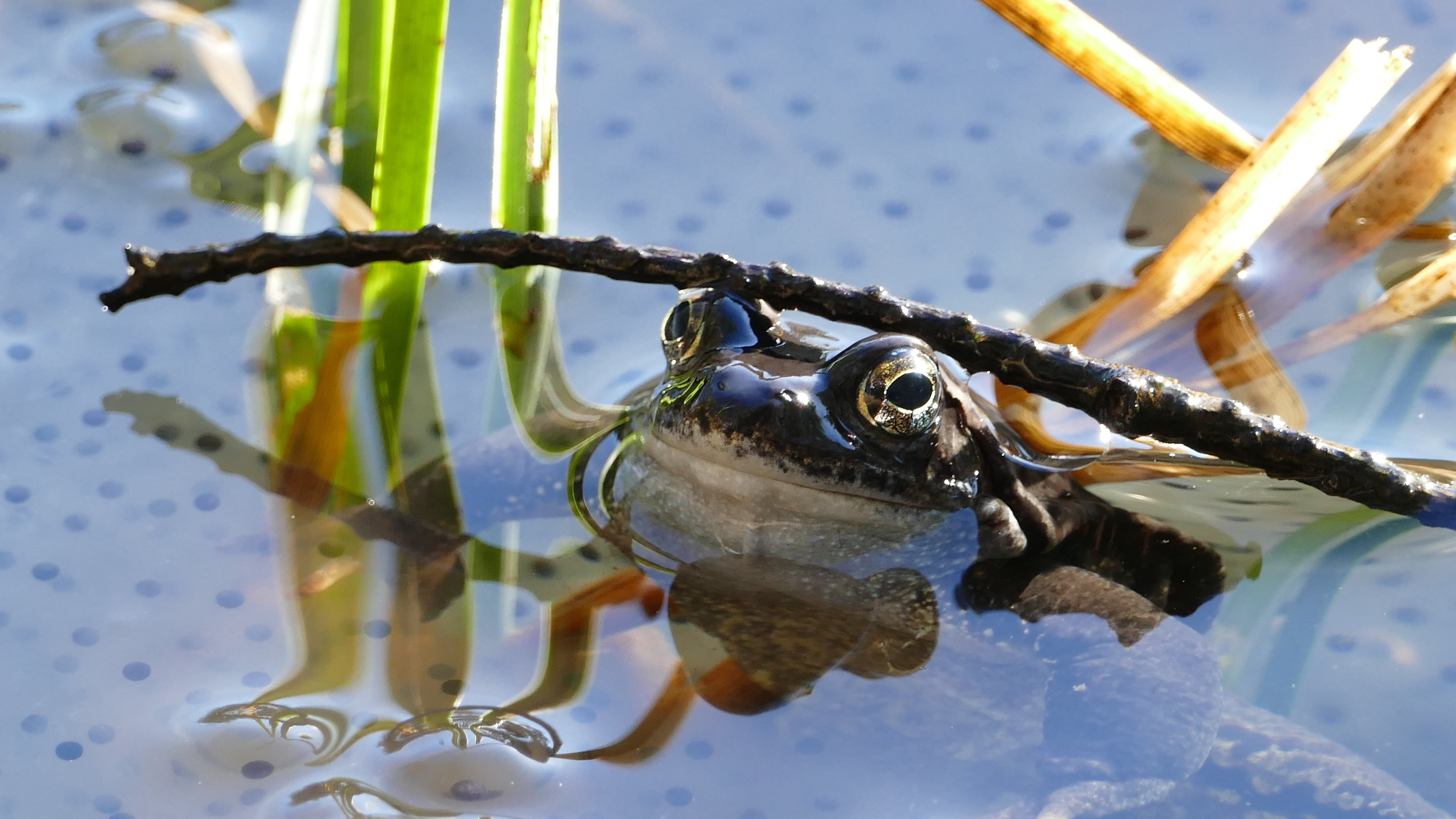 brown, no people, amphibian, nature, reflection, animal wildlife, frog, vertebrate, animal themes, animals in the wild, metal, focus on foreground, animal, HD Wallpaper