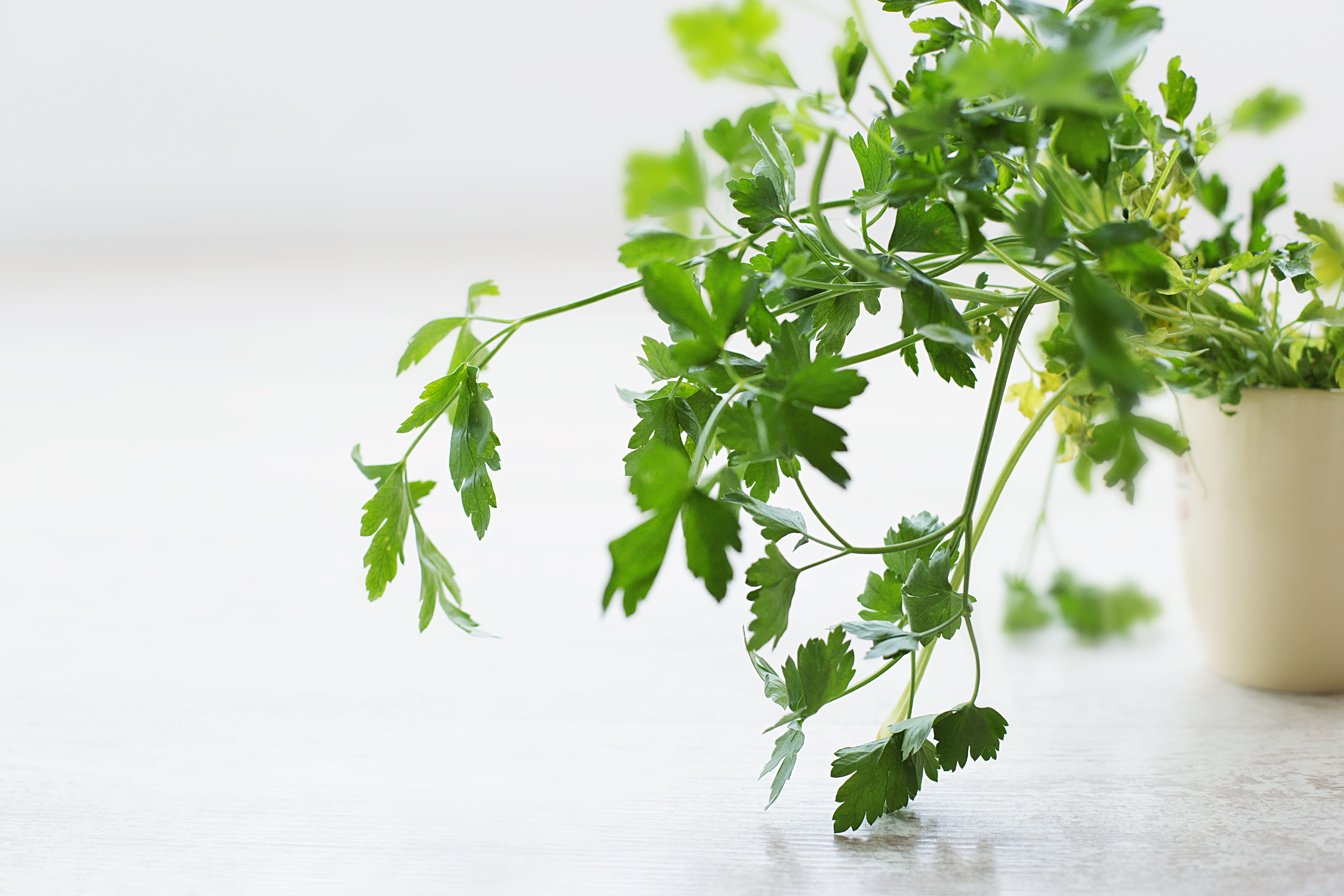 nature, spice, perejil, studio shot, plant, closeup, cocina, foodstuff, food, leaves, no people, 5K, green color, cooking, blanco, vegetable, white, indoor, HD Wallpaper