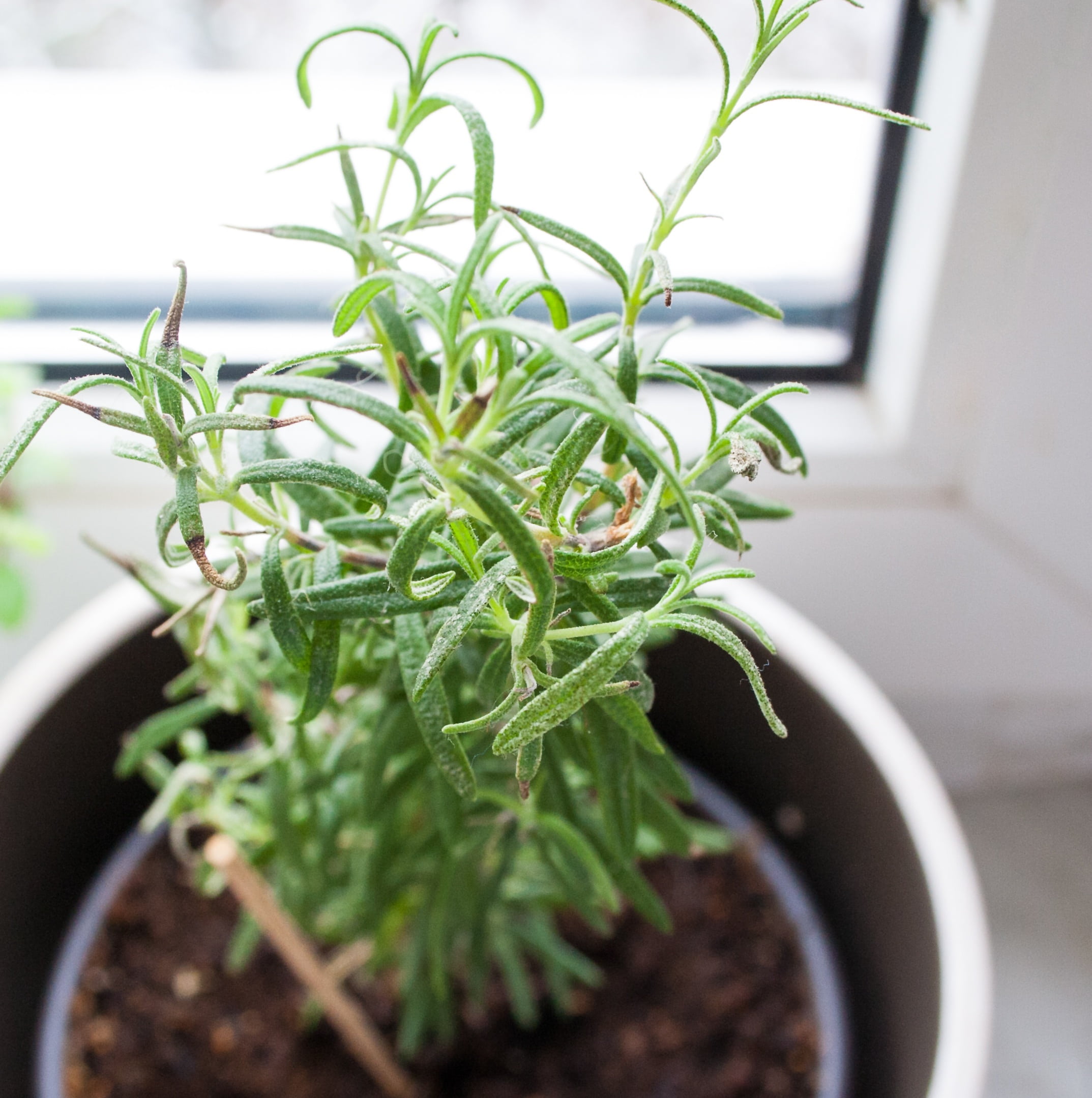 food, kraeuer, seedling, growth, close-up, flower Pot, freshness, plant part, nature, edible, eat, indoors, garden, spice, gardening, rosemary, plant, day, Phone HD Wallpaper