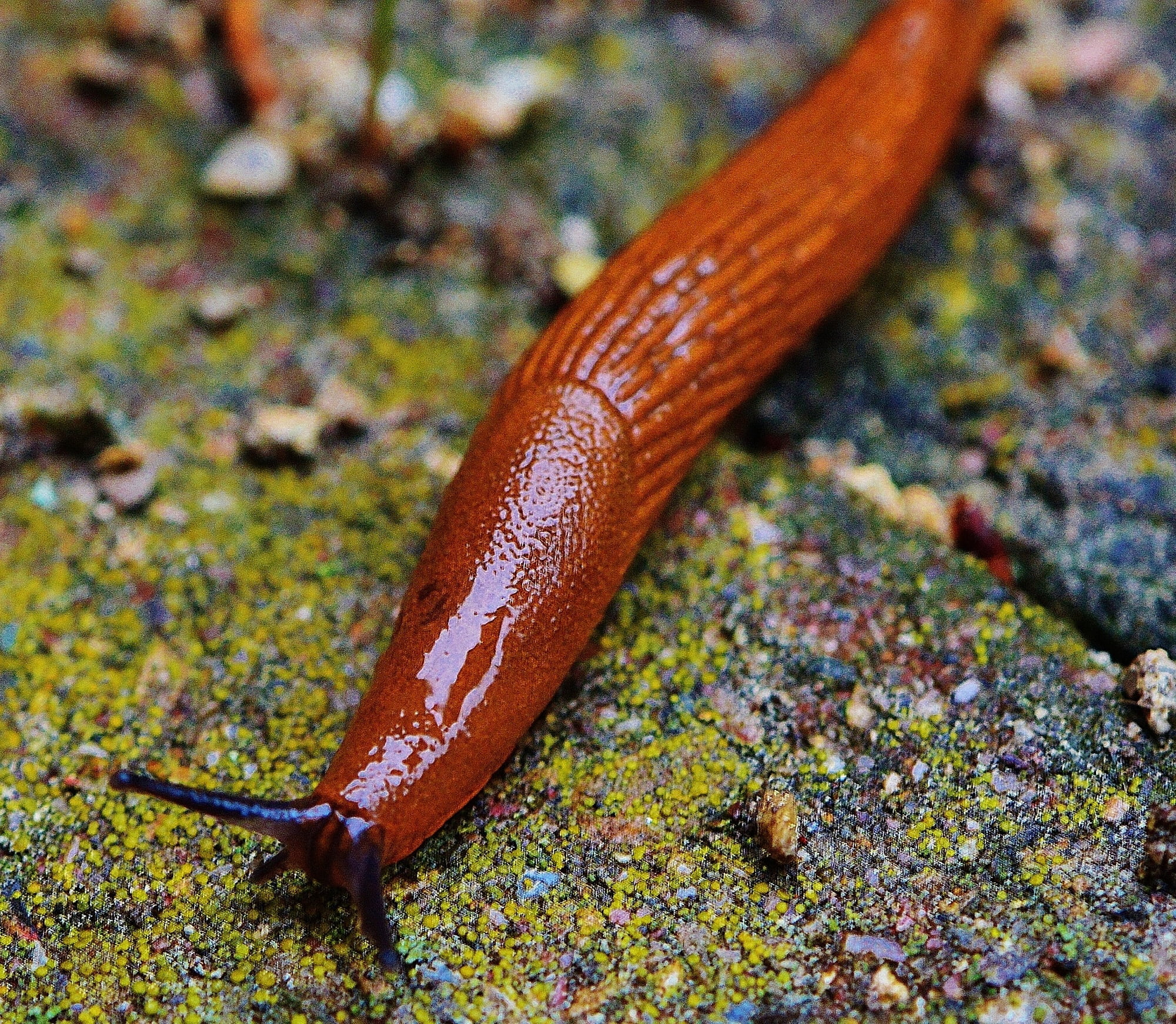 one animal, snail, animal wildlife, gastropod, outdoors, wildlife, animal themes, high angle view, animals in the wild, no people, brown, invertebrate, HD Wallpaper