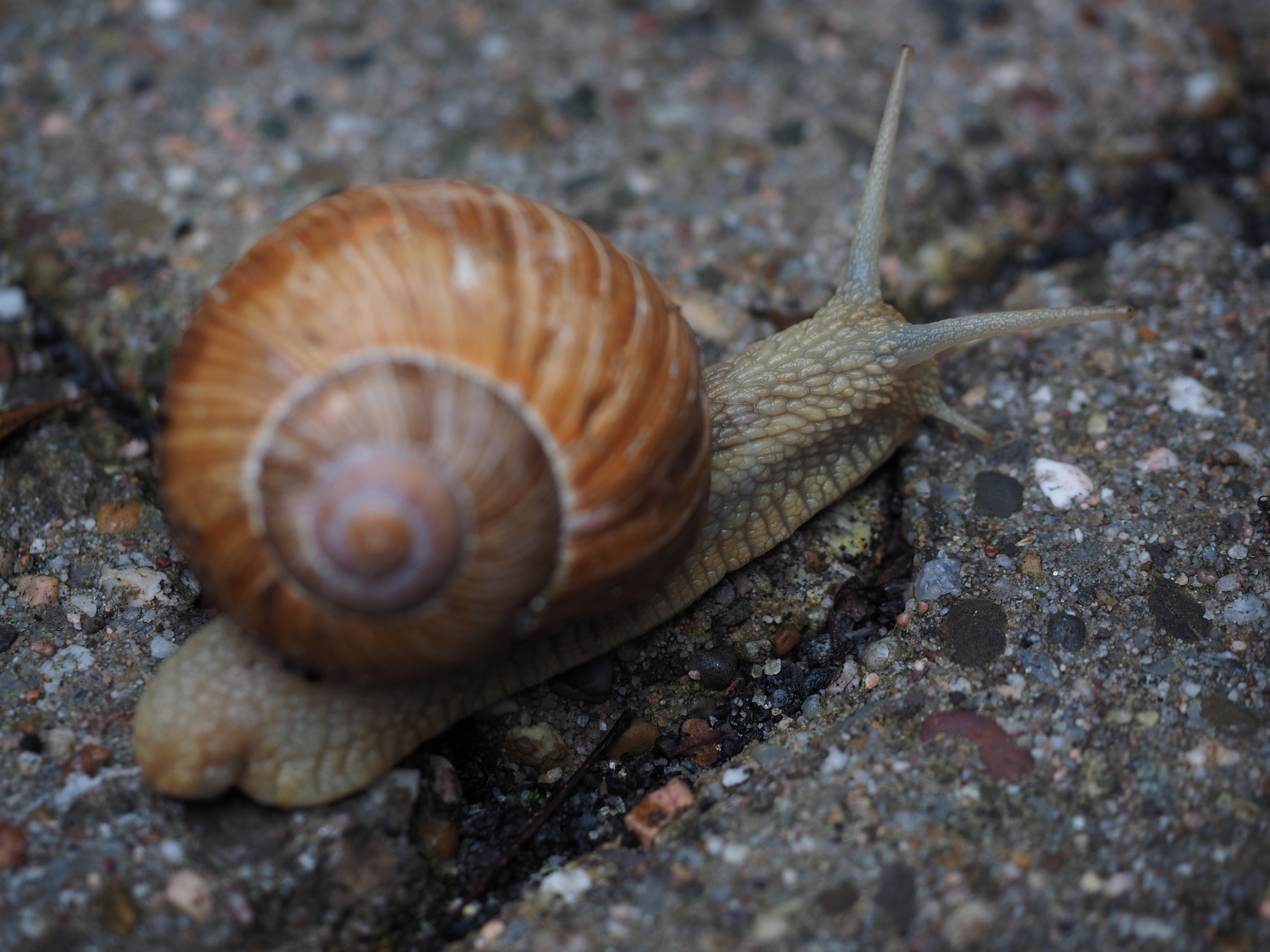 animal antenna, close-up, crawling, country lungenschnecke, mollusk, invertebrate, animal shell, land, day, housing supporting country snail, one animal, HD Wallpaper