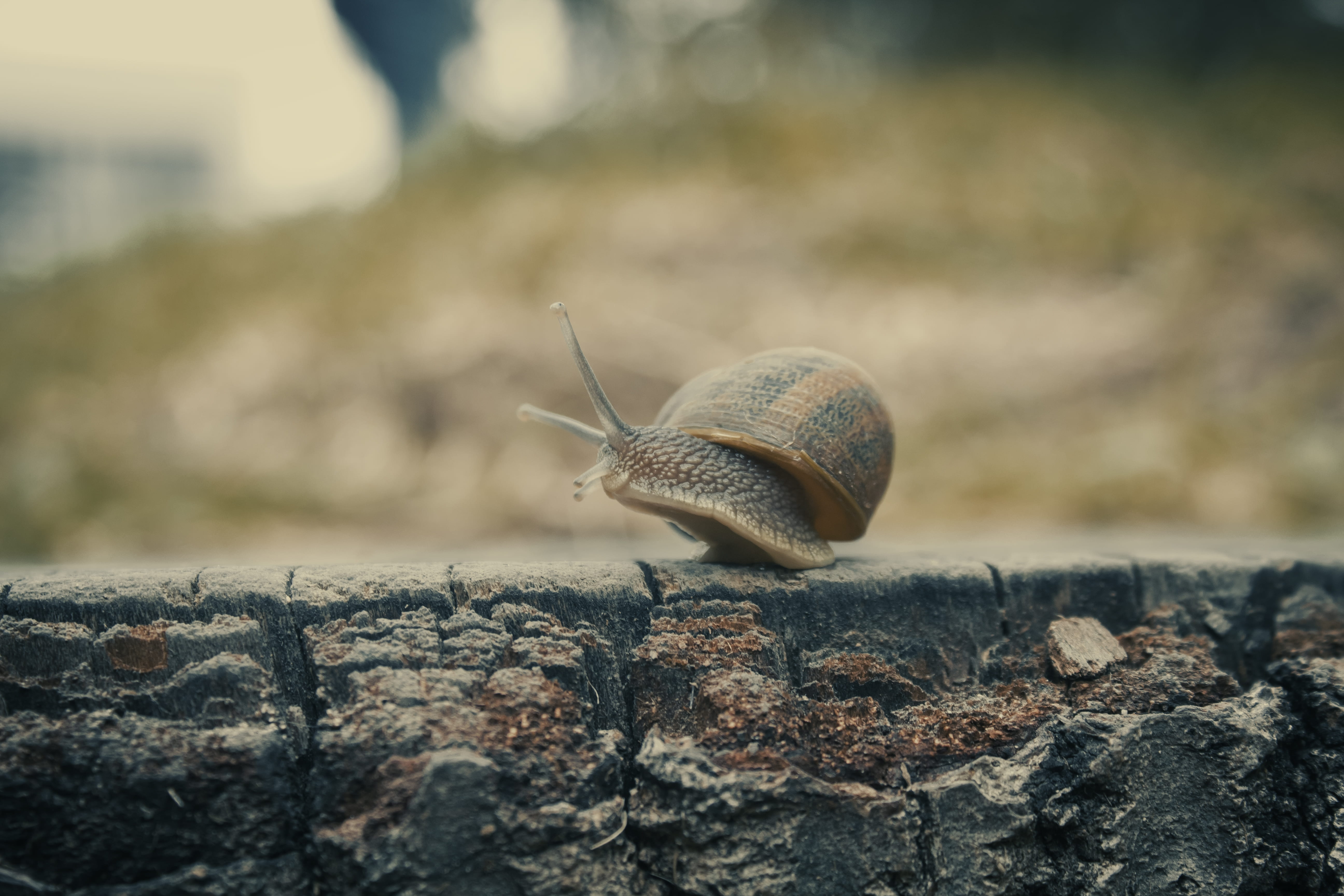 no people, travel, nature, invertebrate, animals in the wild, outdoors, solid, close-up, rock, slimy, moving, day, mollusk, gastropod, water, blur, wall, HD Wallpaper