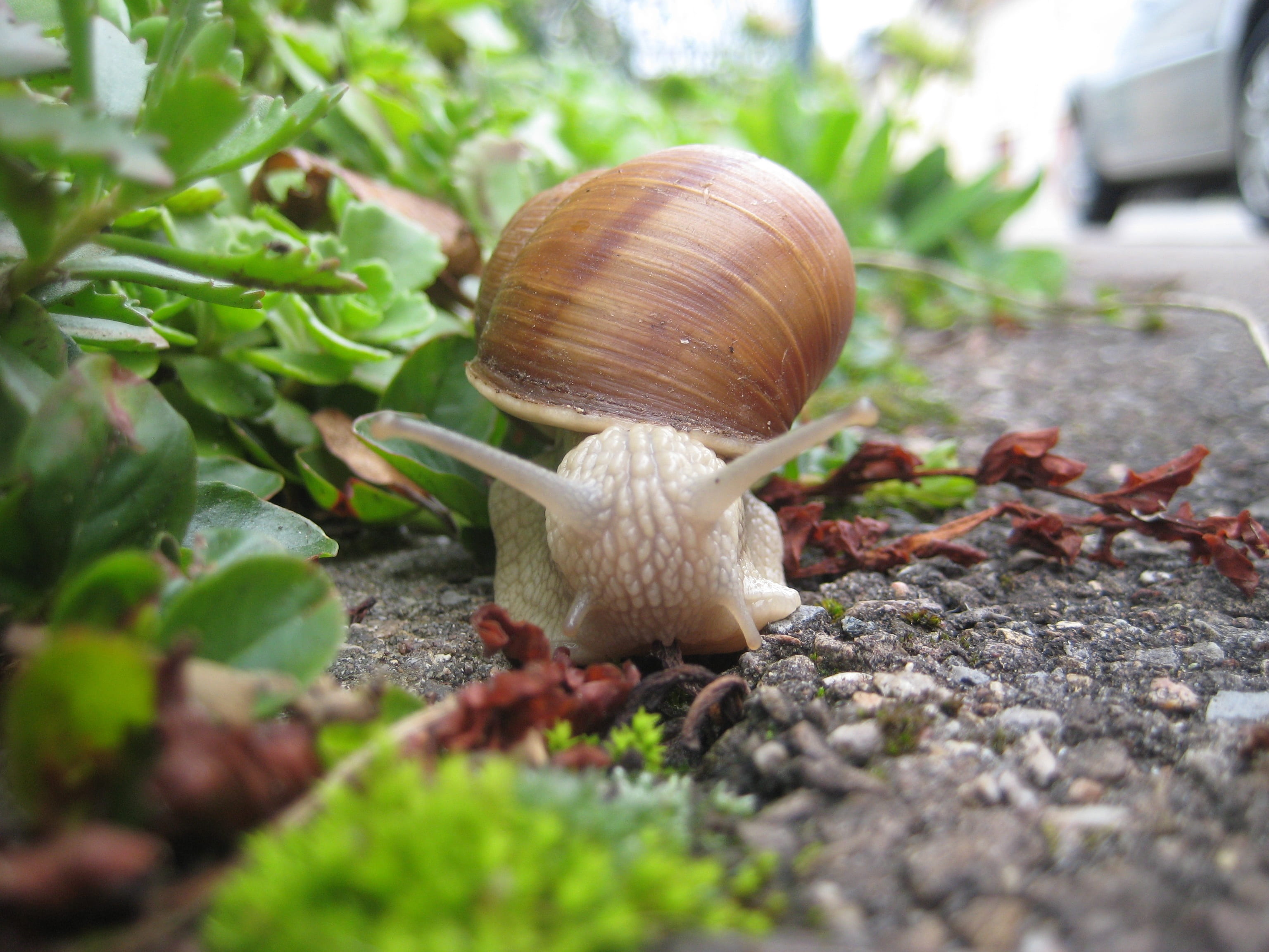 2K, probe, surface level, outdoors, animal themes, animal wildlife, one animal, small, nature, animals in the wild, animal body part, land, selective focus, HD Wallpaper