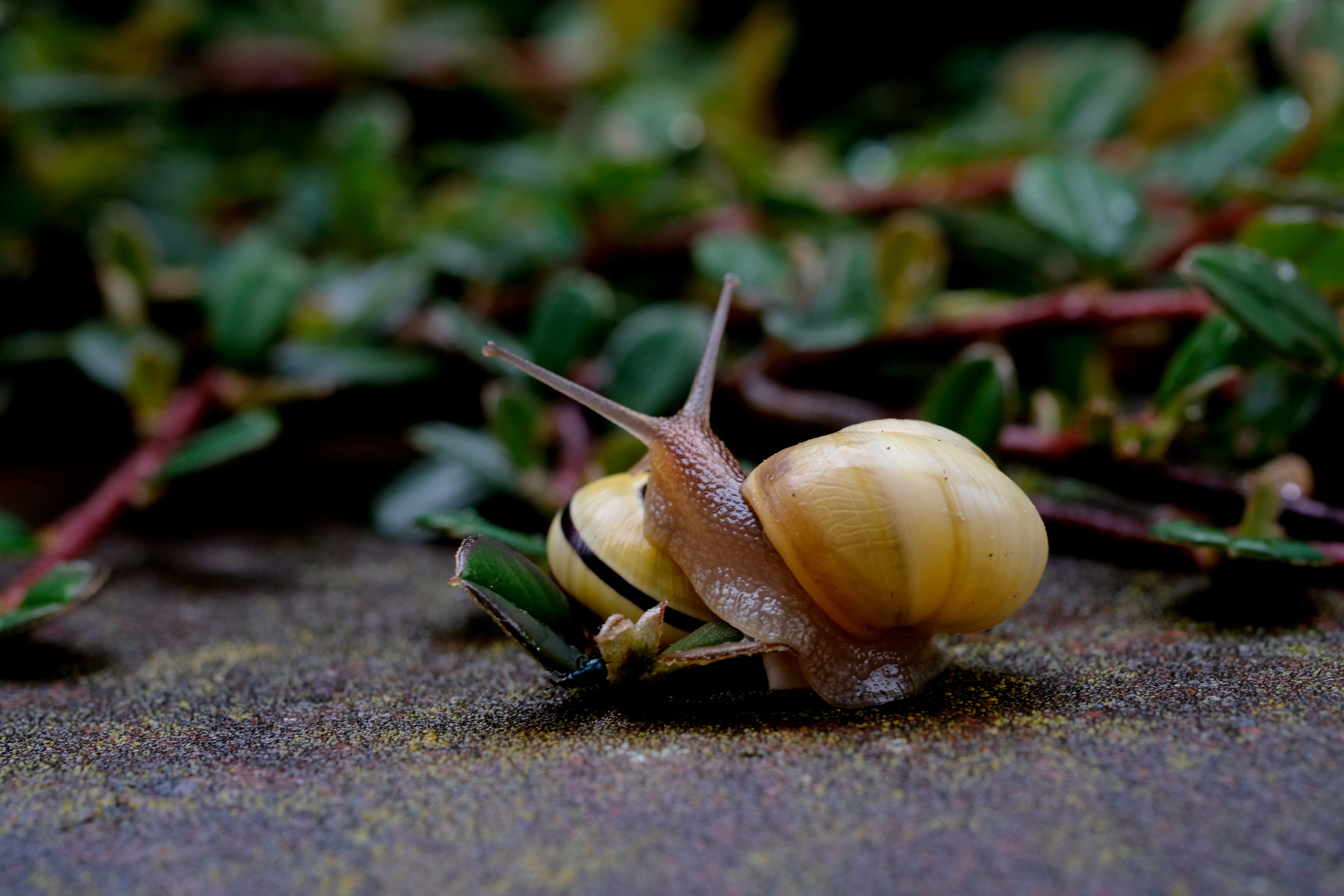 invertebrate, animal shell, outdoors, slowly, surface level, plant, animal, garden, leaf, day, Snail, animals in the wild, selective focus, mucus, Shell, HD Wallpaper