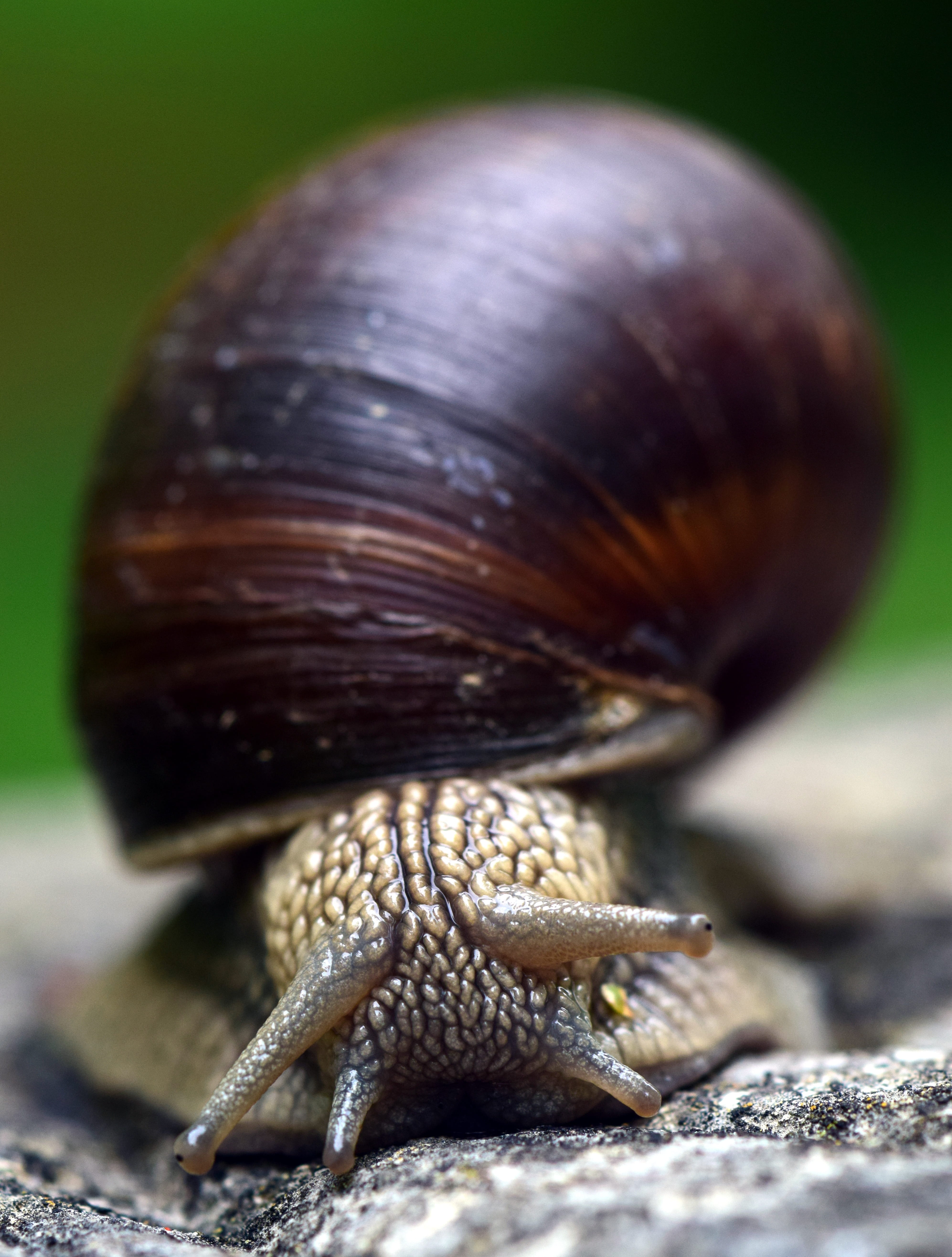 focus on foreground, one animal, slow, animal themes, selective focus, outdoors, Reptile, animal shell, 5K, no people, Shell, Mollusk, crawling, Snail, Phone HD Wallpaper