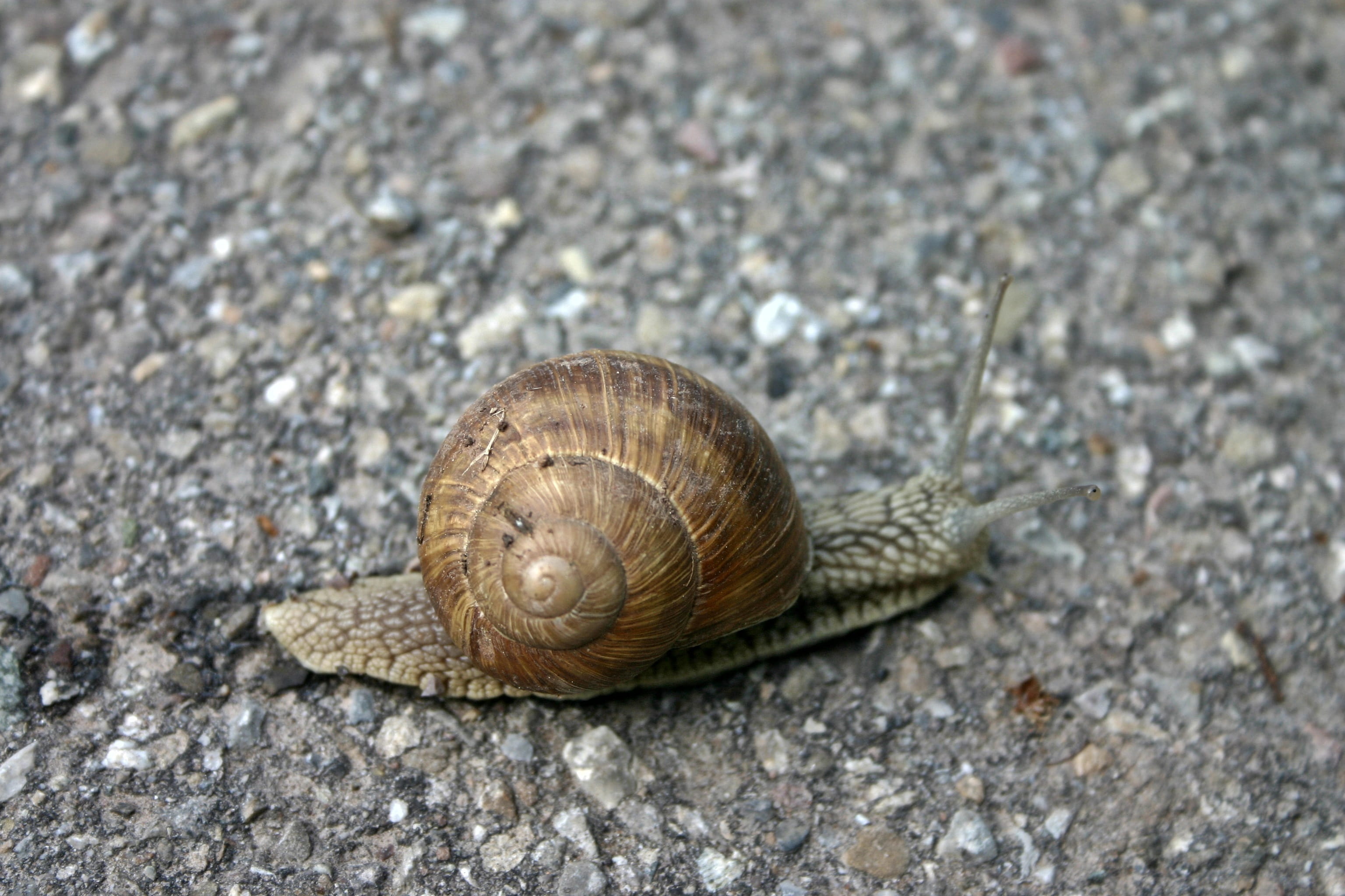 bearing housing, rock - object, solid, pulmonate, helix pomatia, helicidae, snail shell, snail, gastropod, rock, 2K, slowly, animal world, country lungenschnecke, HD Wallpaper