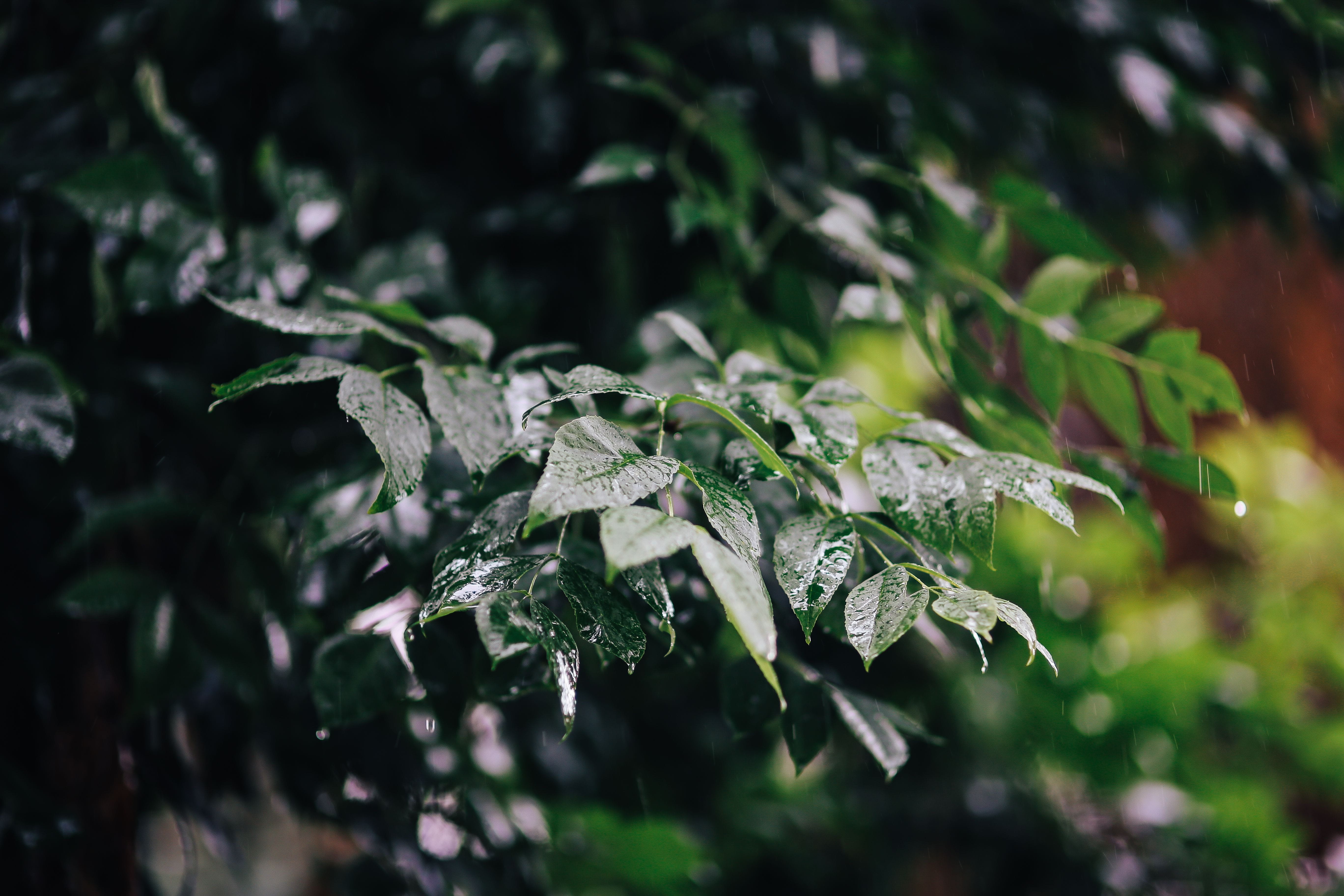 water, macro, leaves, branch, leaf, winter, cold temperature, tree, green Color, beauty in nature, twig, drop, growth, no People, backgrounds, plant, ice, HD Wallpaper