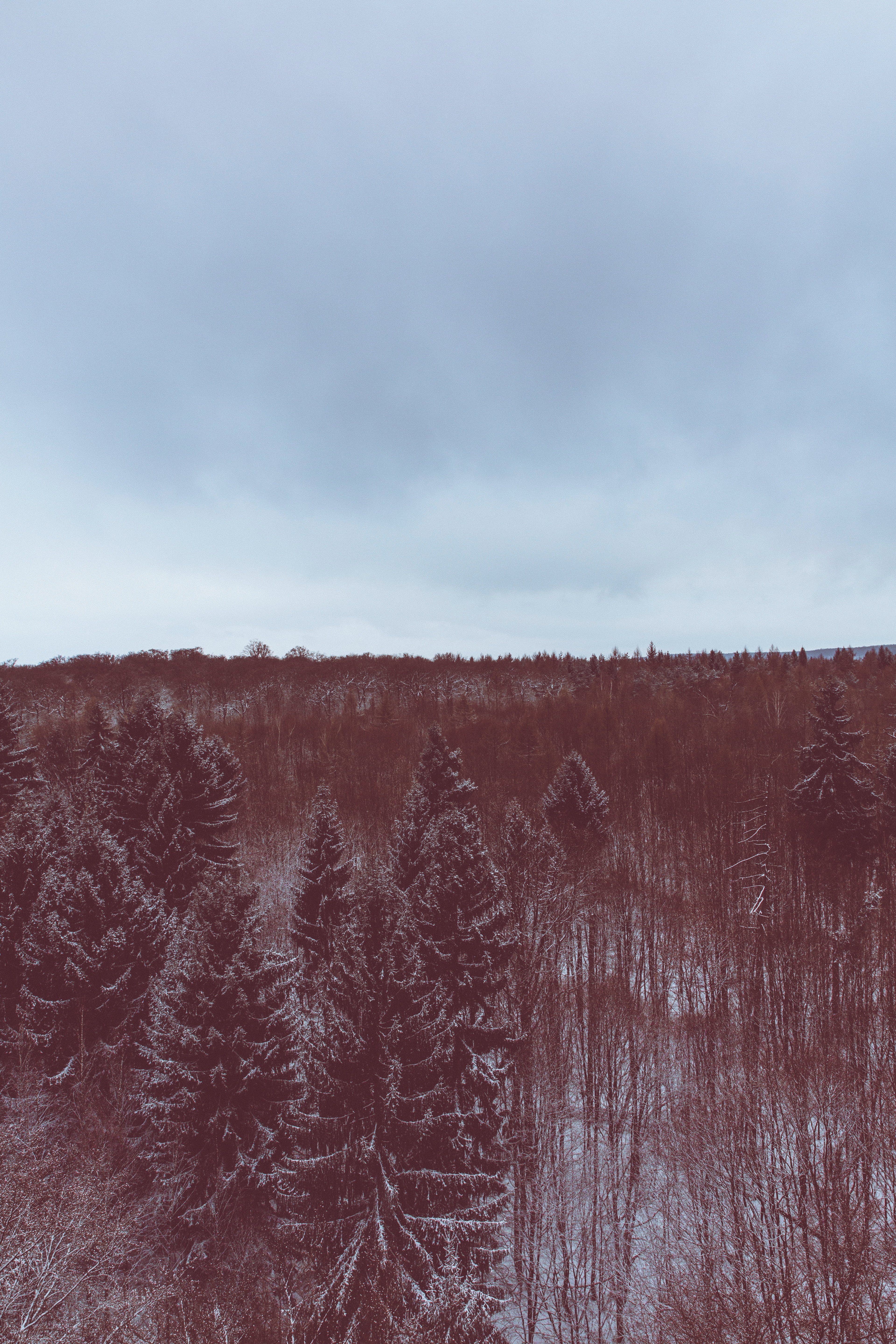 white, woods, tree, nature, no people, non-urban scene, outdoors, landscape, weather, tranquil scene, growth, land, travel, field, trees, adventure, 5K, Phone HD Wallpaper