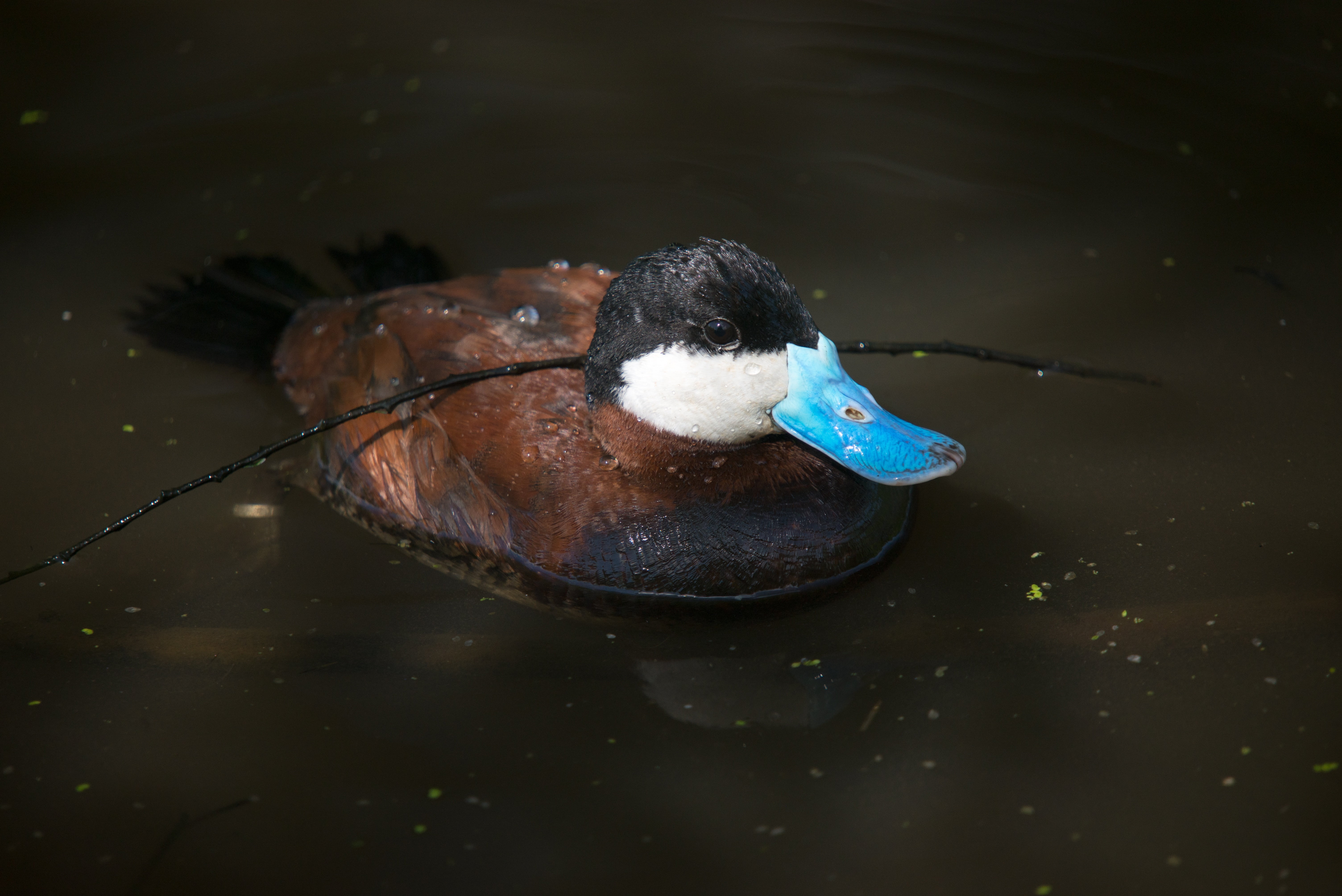 nature, animal themes, waterfront, poultry, no people, duck, animal wildlife, swimming, water, vertebrate, day, blue, 5K, lake, waterfowl, animals in the wild, HD Wallpaper