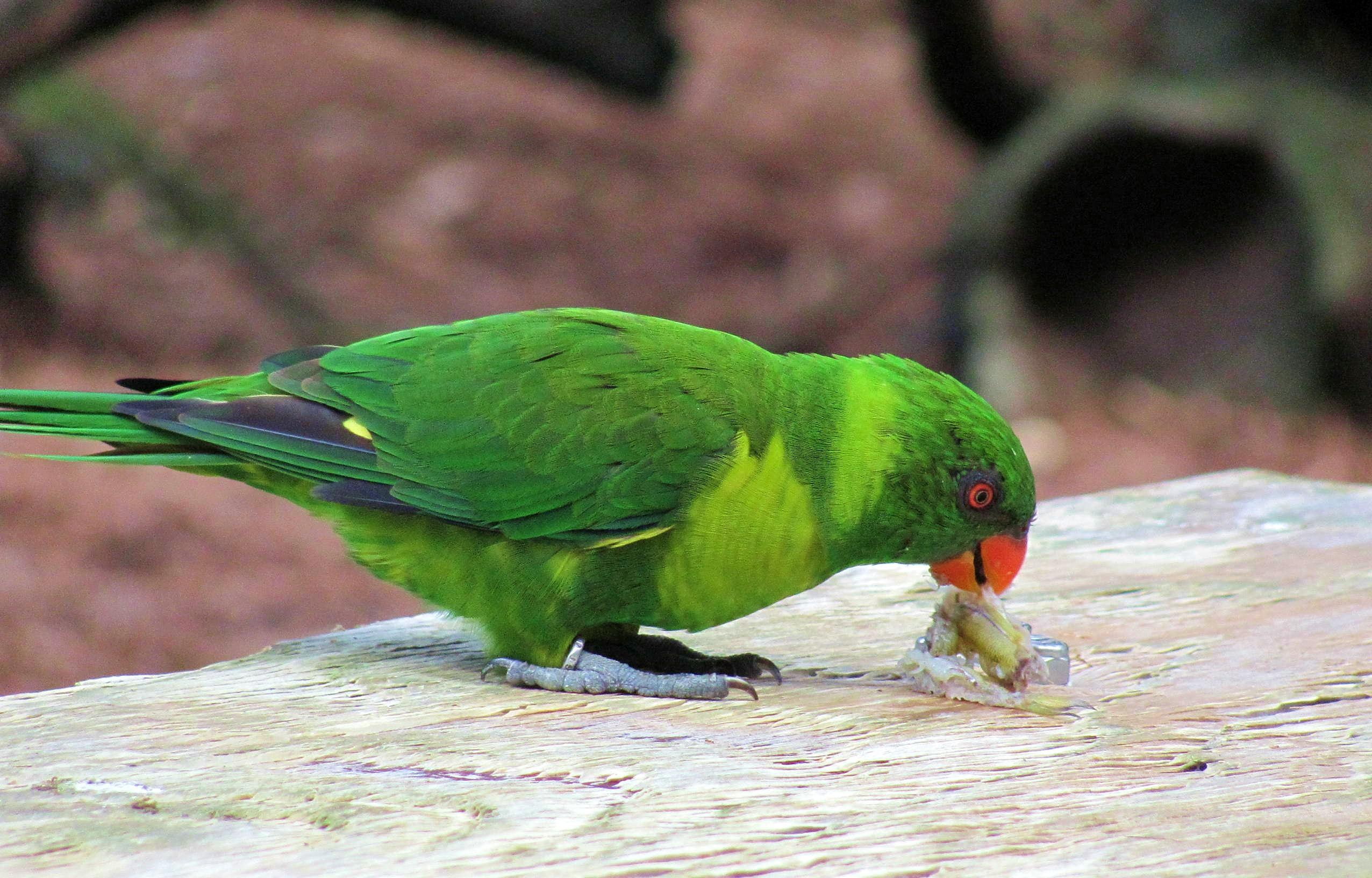 birds, animals, waterfowl, green, 1080P, bird, pets, parakeet, HD Wallpaper
