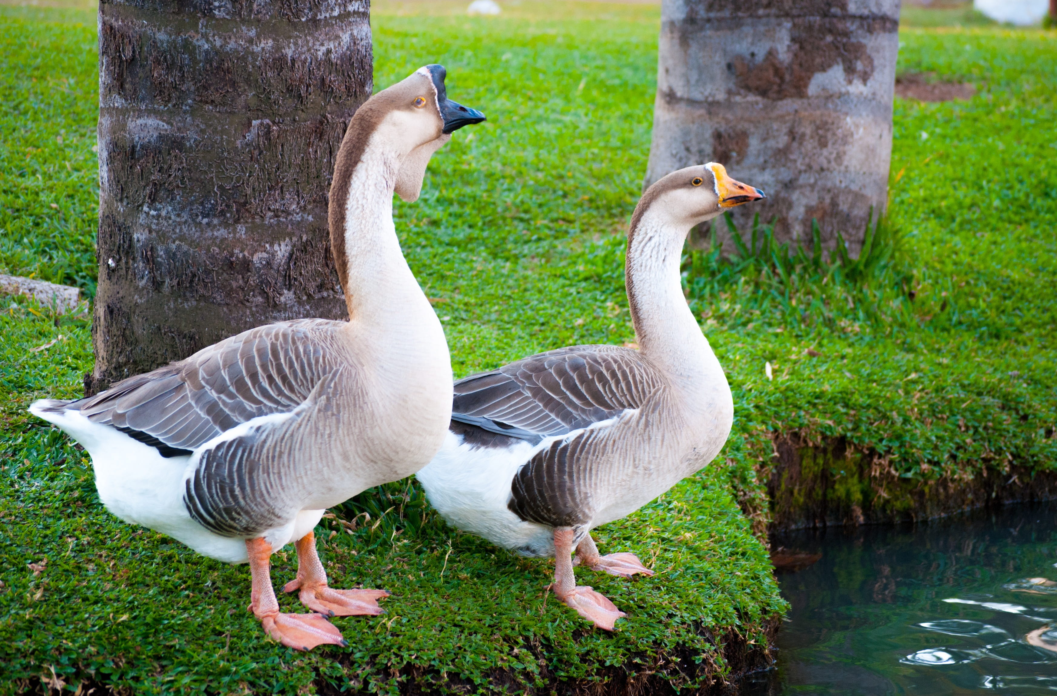 nature, animals in the wild, group of animals, plant, gosling, goose, no people, outdoors, animal themes, animal wildlife, greylag goose, ecology, 2K, HD Wallpaper