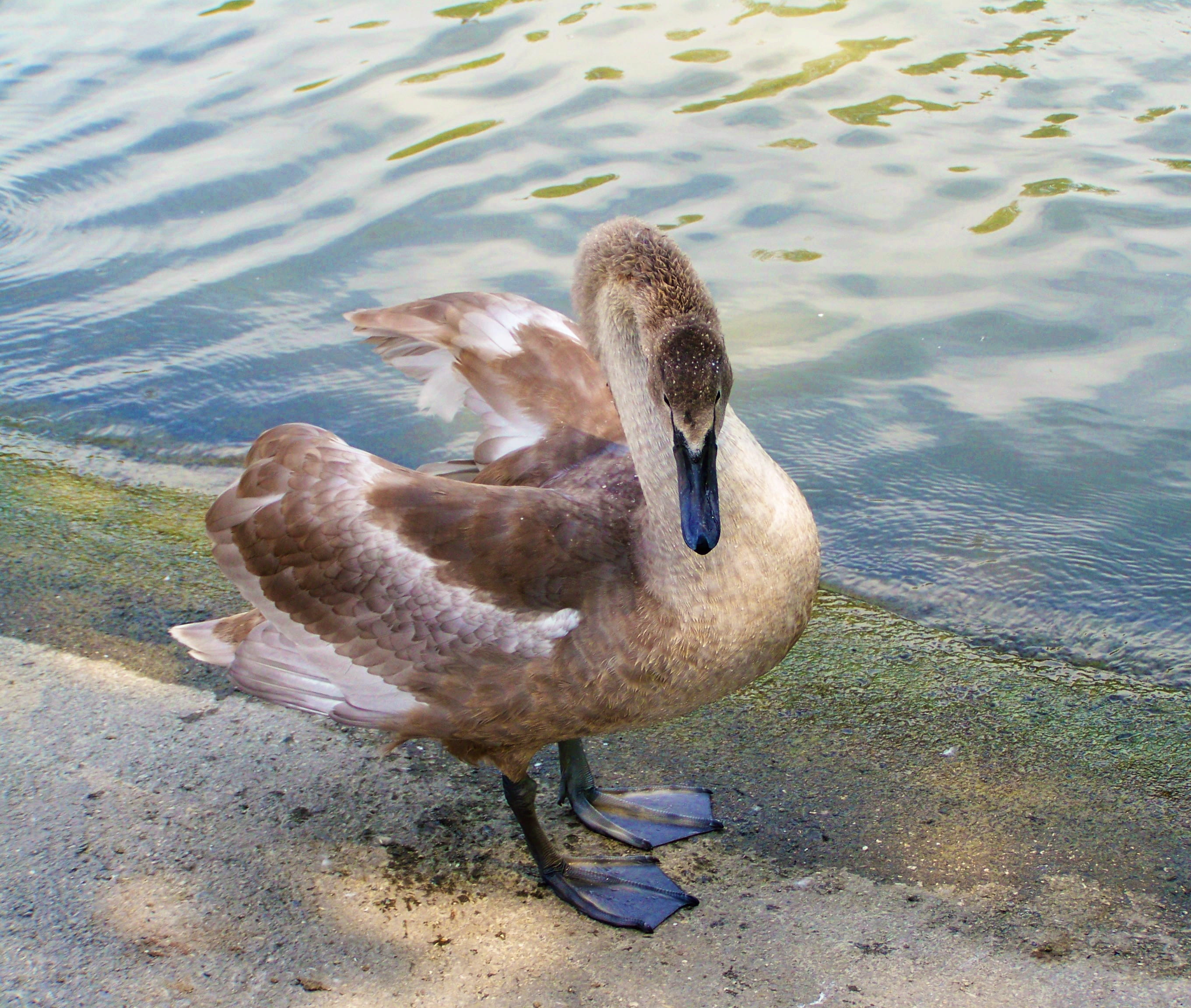 lake, bird, animal wildlife, water, 2K, high angle view, no people, animal themes, day, nature, zoology, cygnet, swan chicks, animal, beak, waterfowl, HD Wallpaper