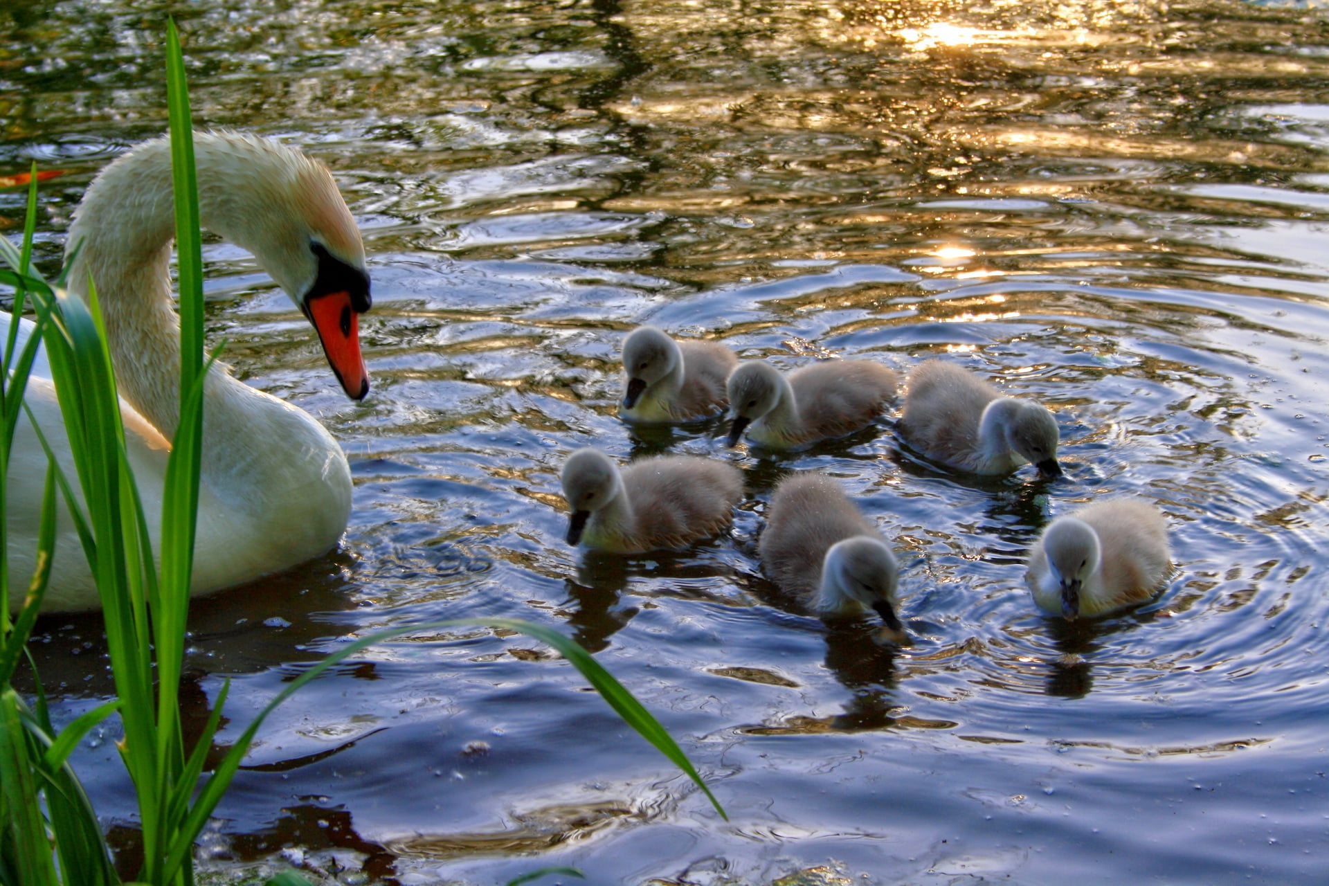 gosling, river, floating on water, swimming Animal, cute, beauty In Nature, water Bird, waterfront, young Animal, swimming, bird, vertebrate, cygnet, brown, HD Wallpaper