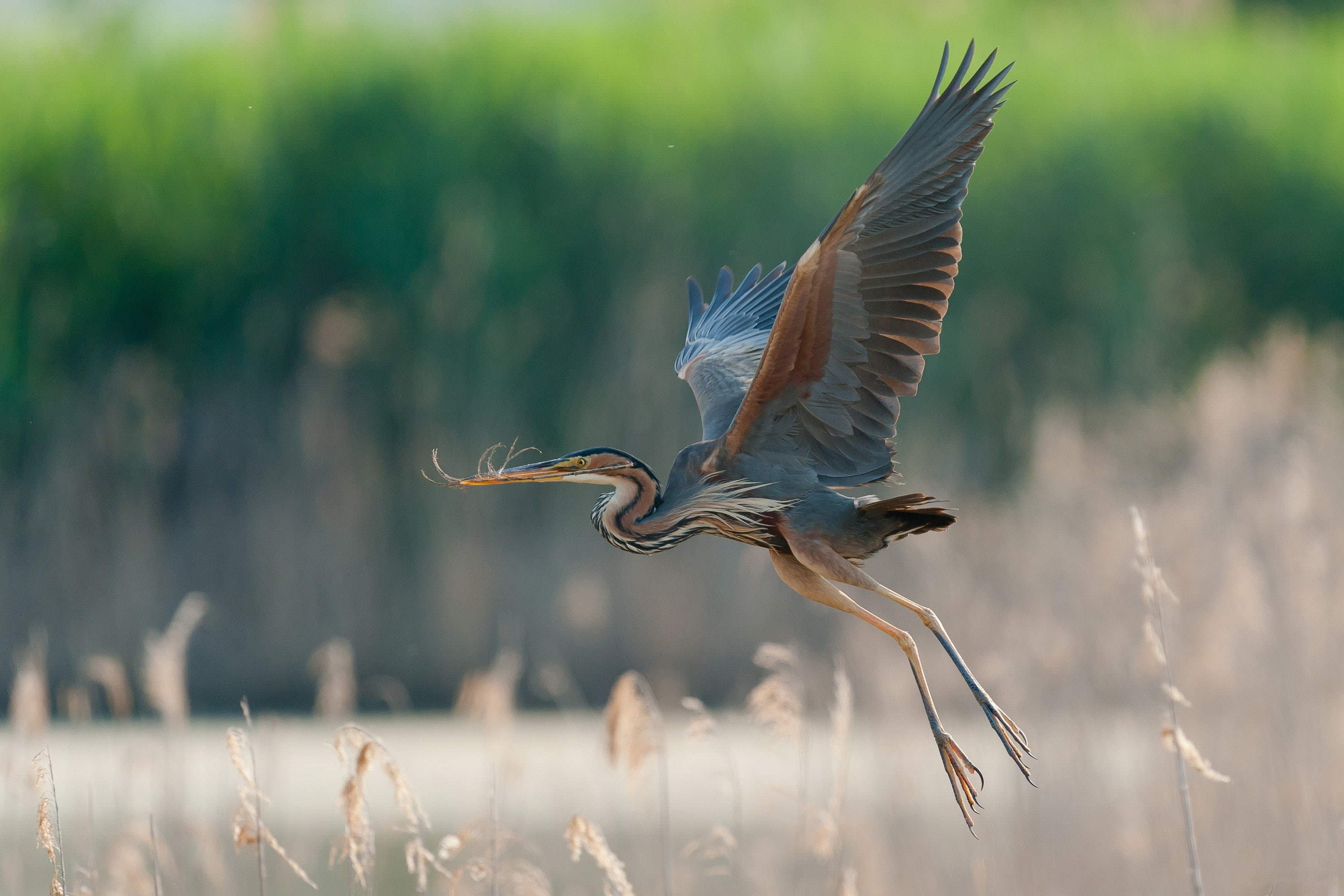 2K, blue, great, great blue heron, heron, flight, wings, HD Wallpaper