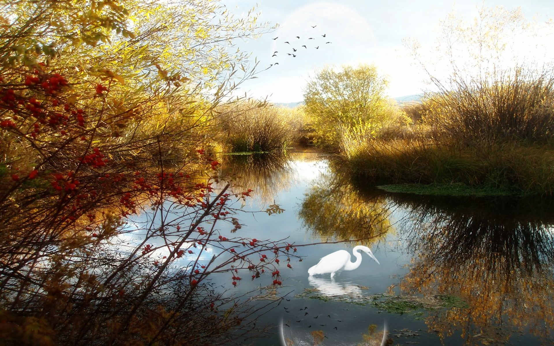 tranquility, day, animal wildlife, growth, crane, color Image, floating on water, sunlight, outdoors, trees, heron, grass, autumn, 1080P, brown, animal, HD Wallpaper