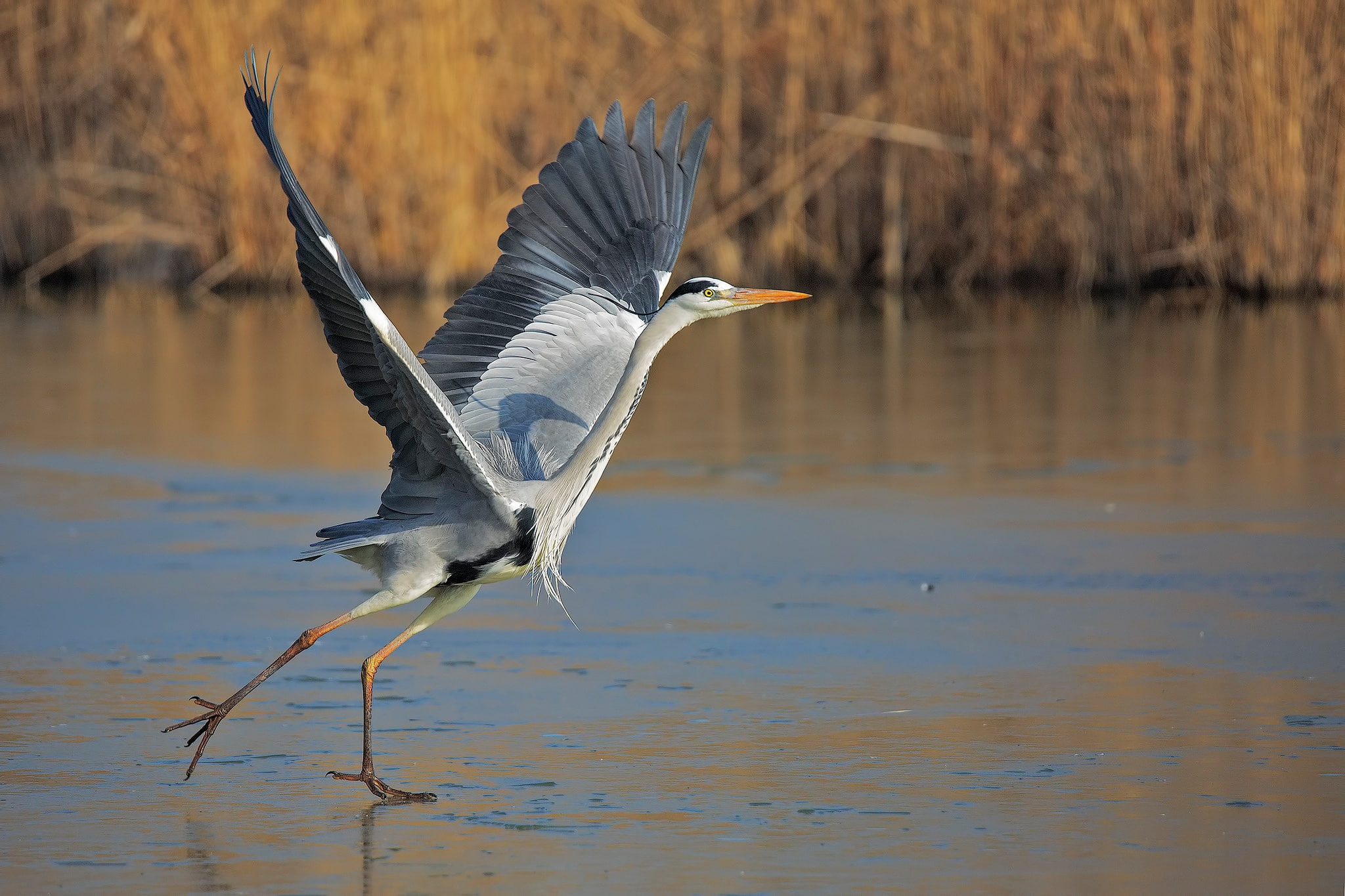 1080P, wings, bird, beak, grey Heron, neck, HD Wallpaper